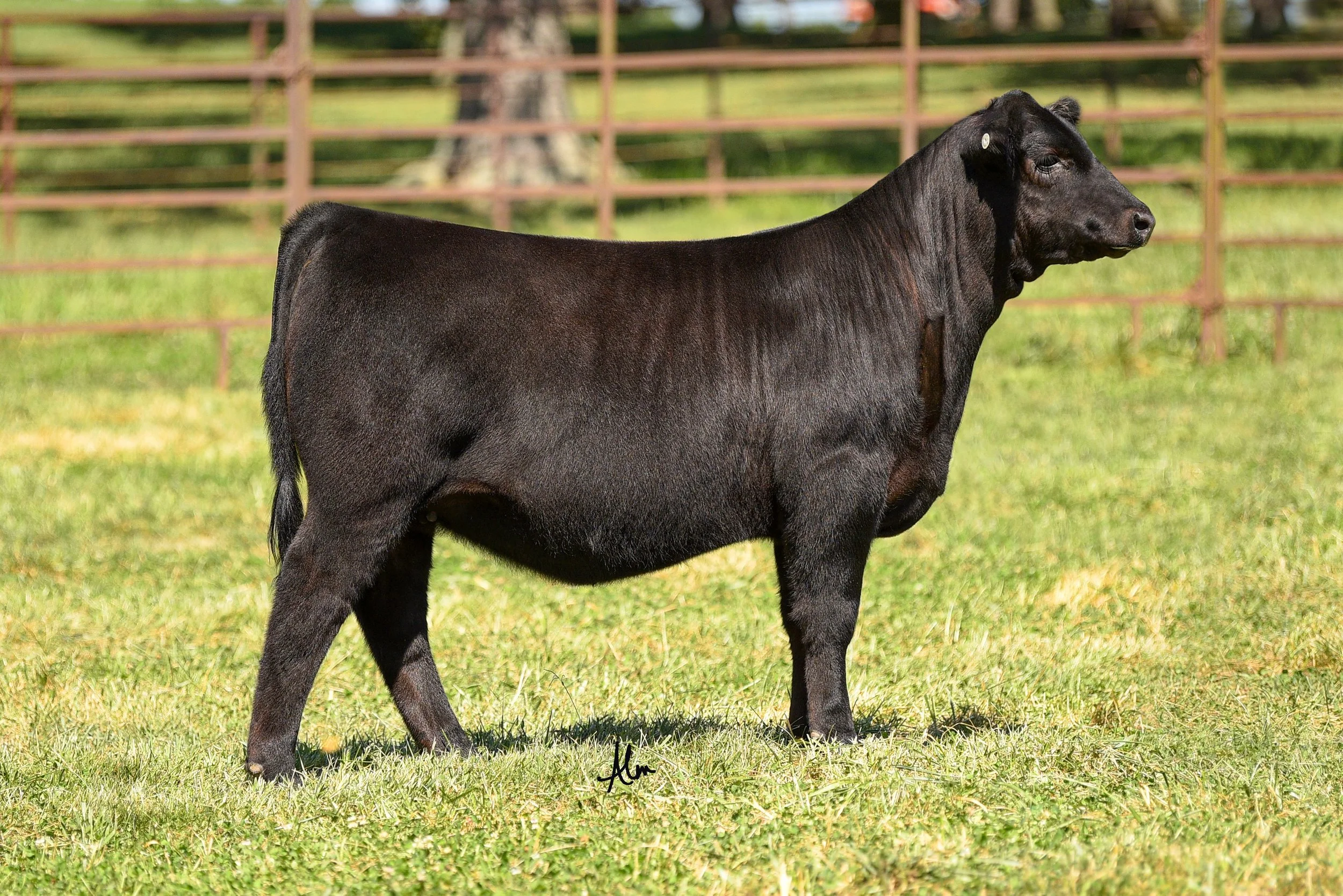 Nala Purebred Heifer