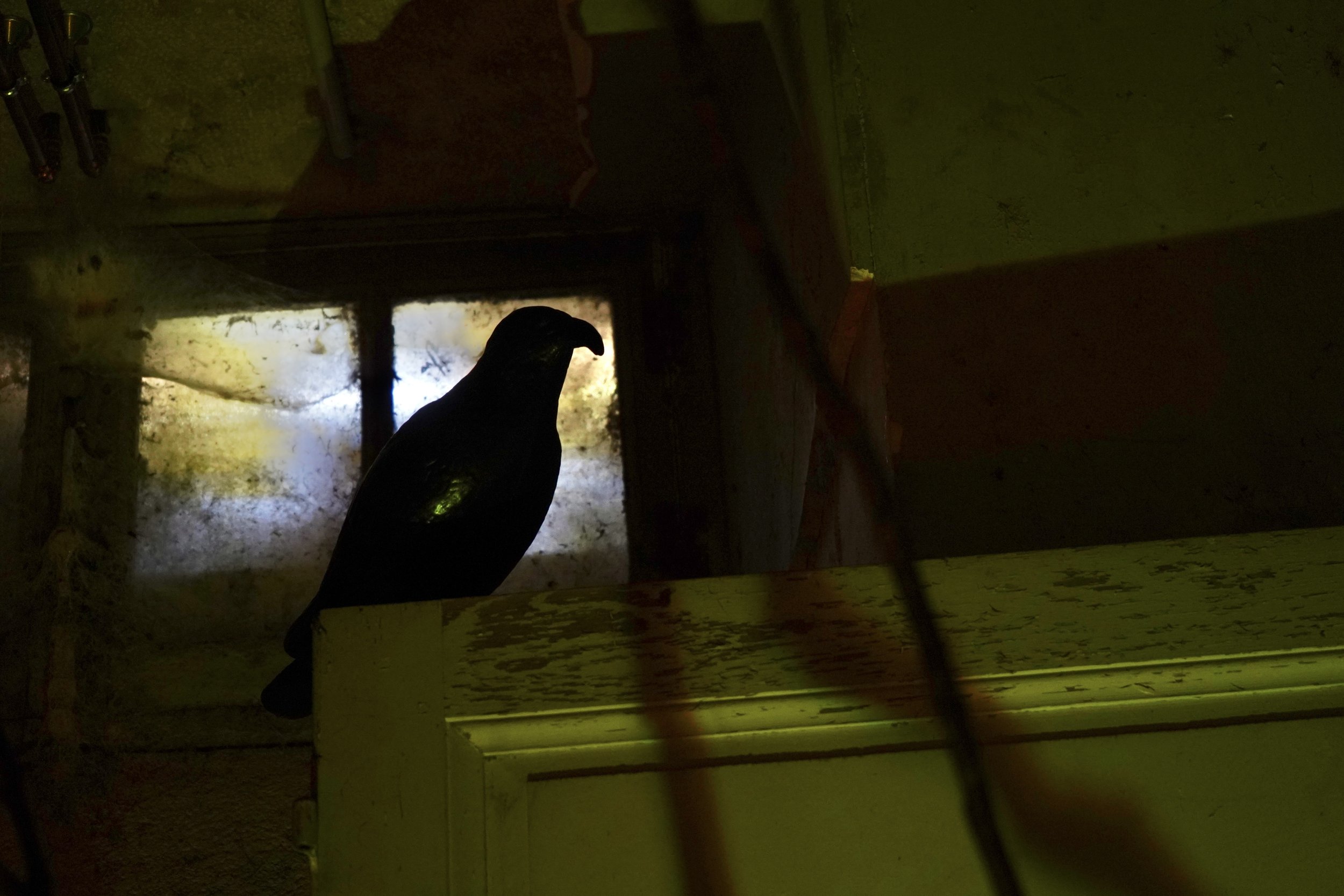 9. Raven.JPG