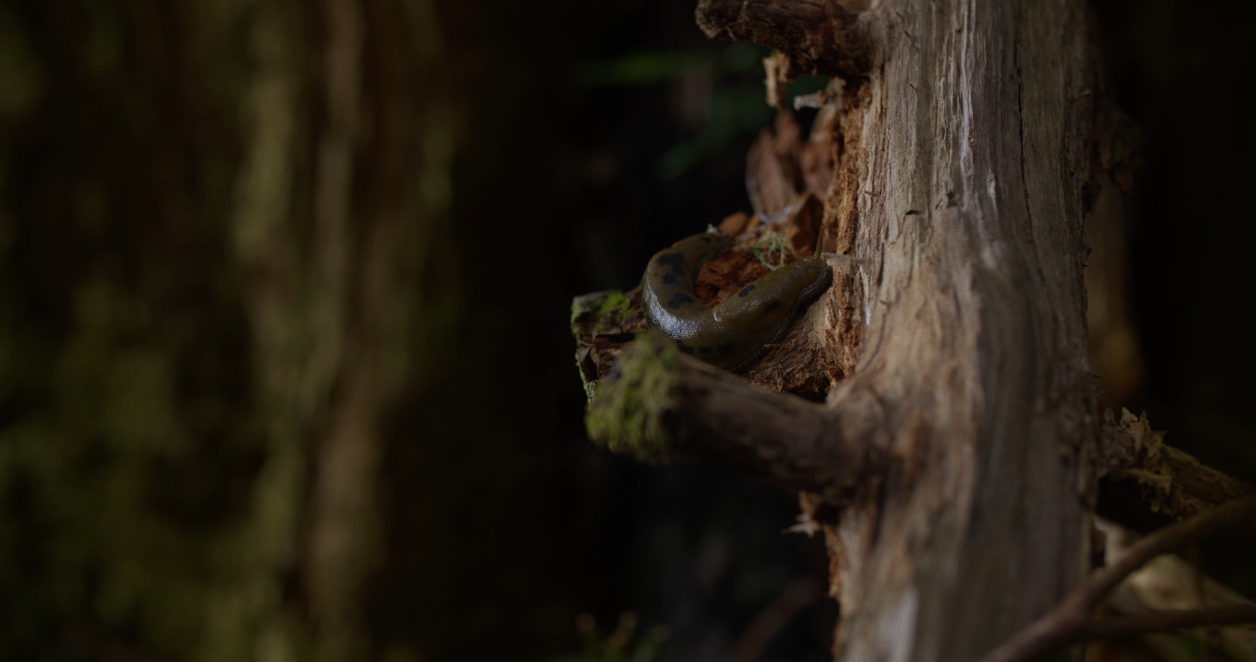 Sequence 03.00_06_11_11.Still046.png