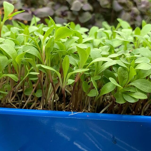It&rsquo;s always fun to try something new. A little bitter, a little nutty, the dandelion microgreen adds a new depth of flavors to our microgreen menu. #farmtochef #knowyourfarmer #dandelion #bootstrapfarmer