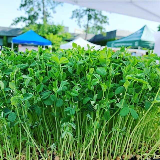 Fresh pea shoots on a field trip to the @neighborhoodrootsmn #kingfieldfarmersmarket

Today we have 
Farmhouse Blend 🥗 
Greenhouse Blend 🥗 
Nasturtium-  for those who love peppery spice! 🔥 
Pea Shoots - ready to go or harvested onsite. 🌱 #pretty 