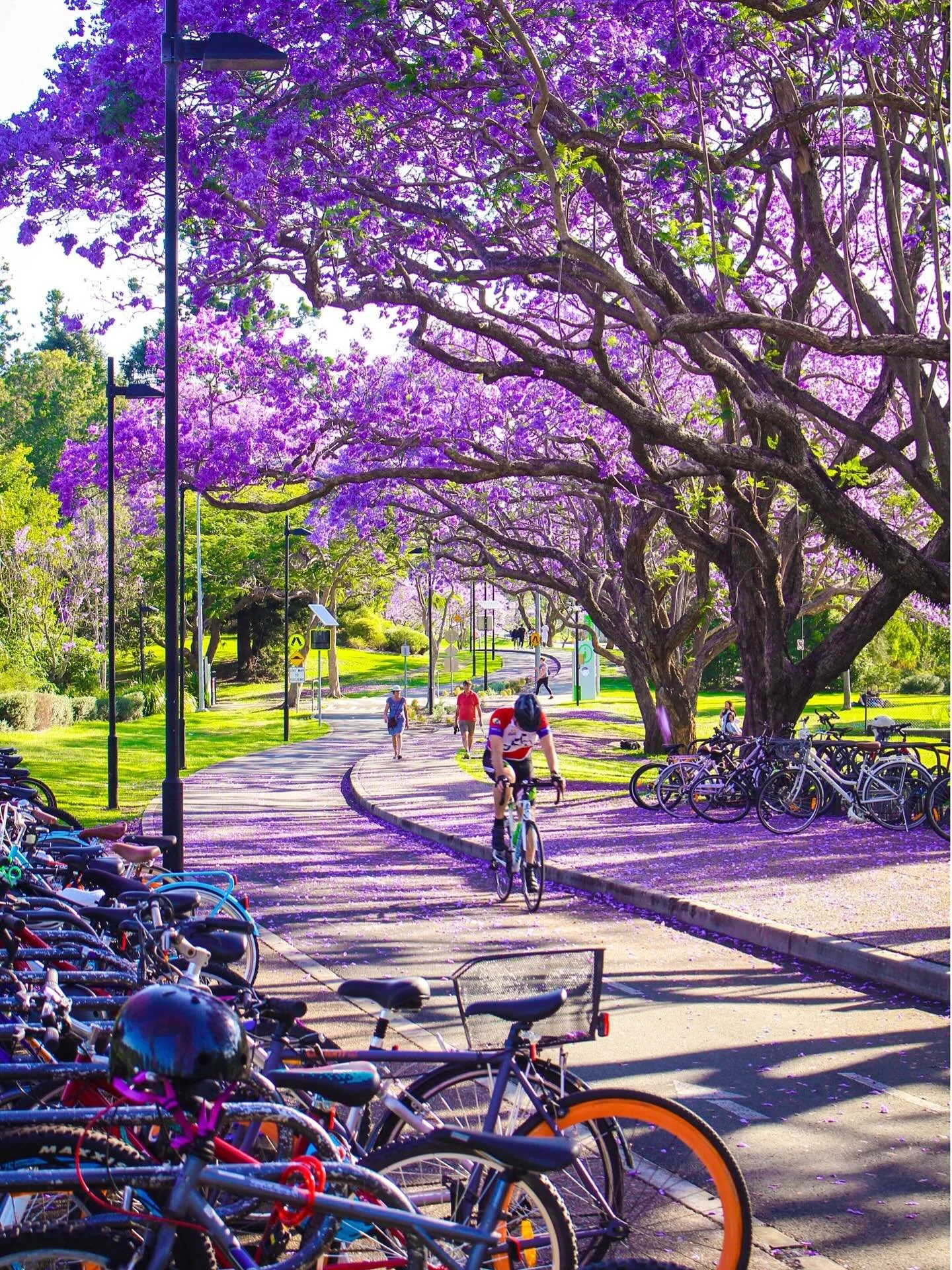 | is that time of year again in @VisitBrisbane&hellip; for many (students - like myself when I captured this) the beginning of exams! 💜✨ 

Now I get to admire the purple haze without the stress.