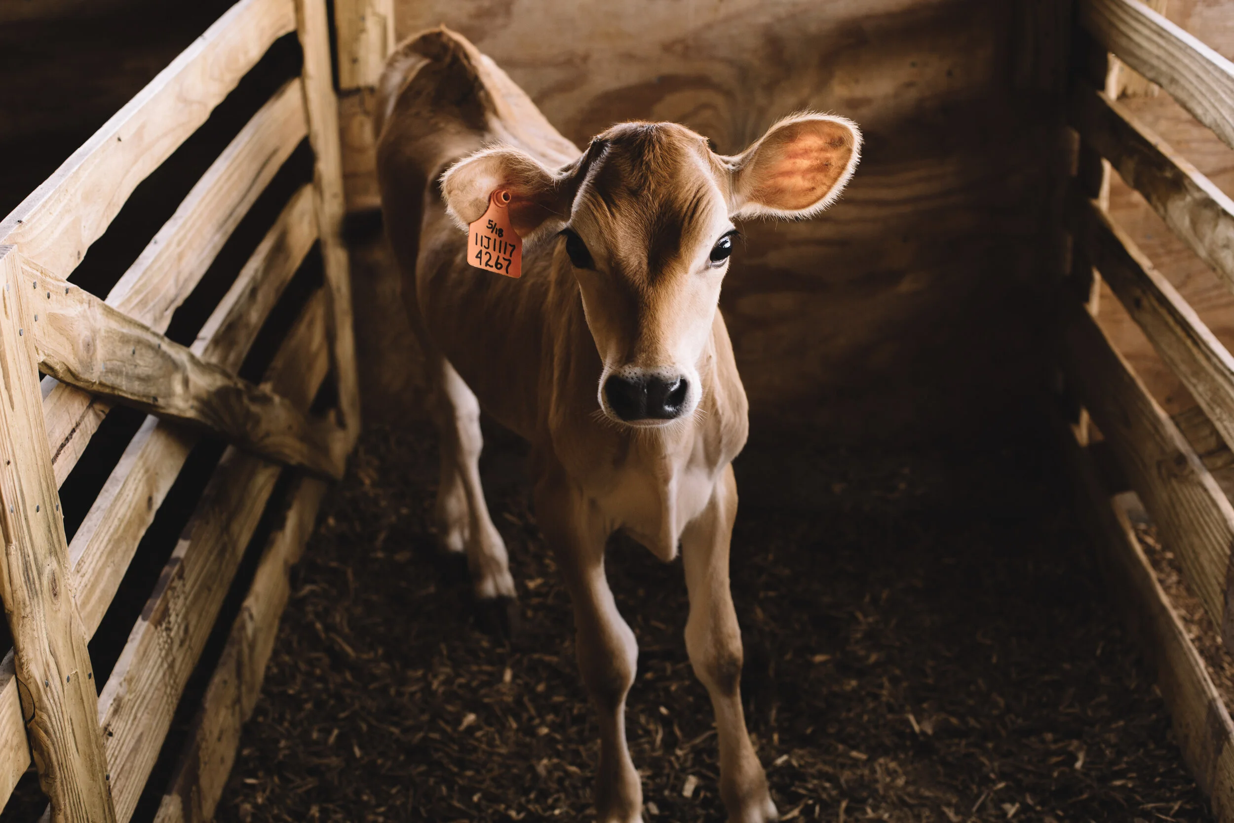 Corn's Small Acres Dairy Cows 2 by Rachel Pressley.jpg