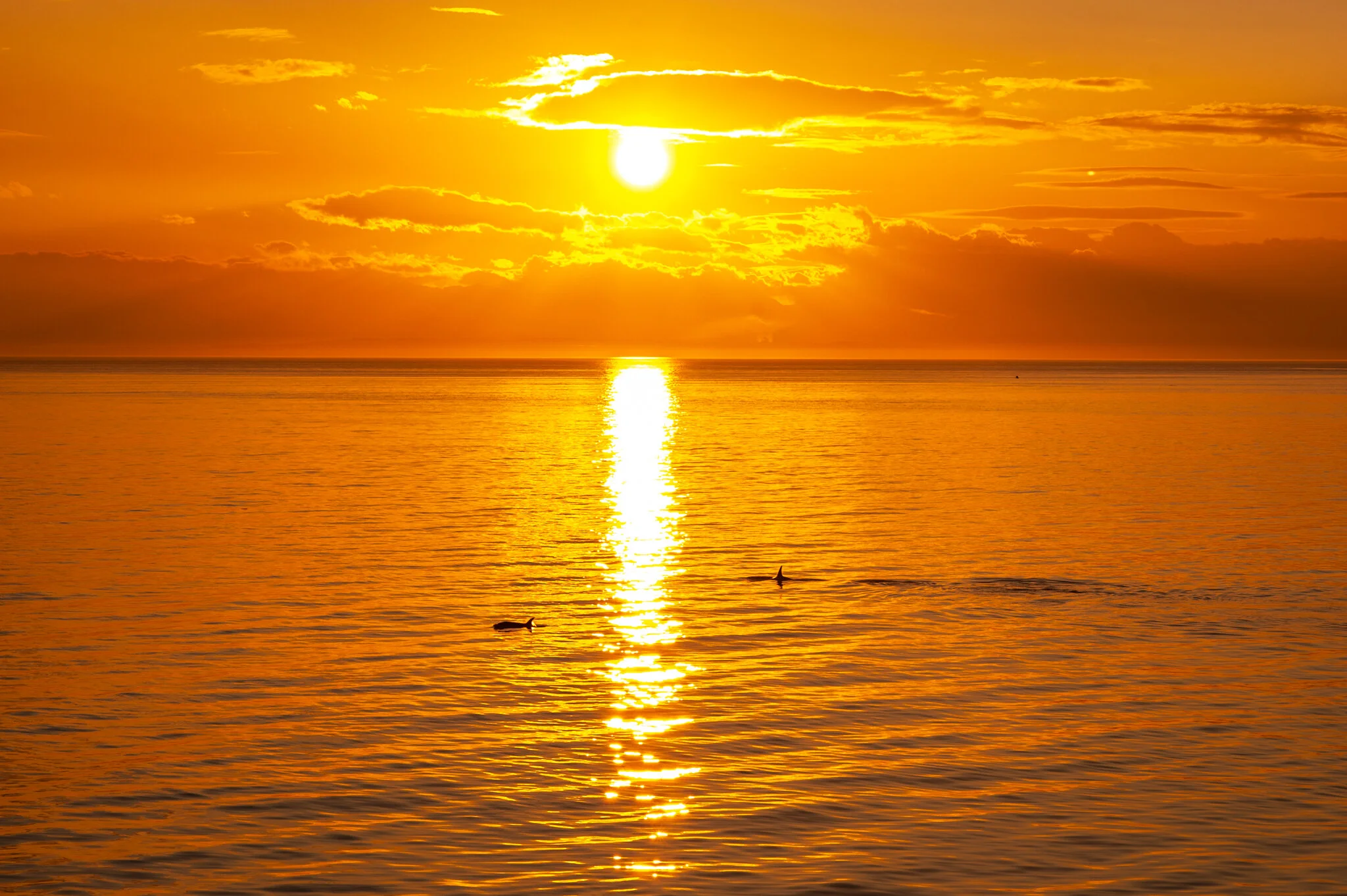 Into the Sunset.jpg