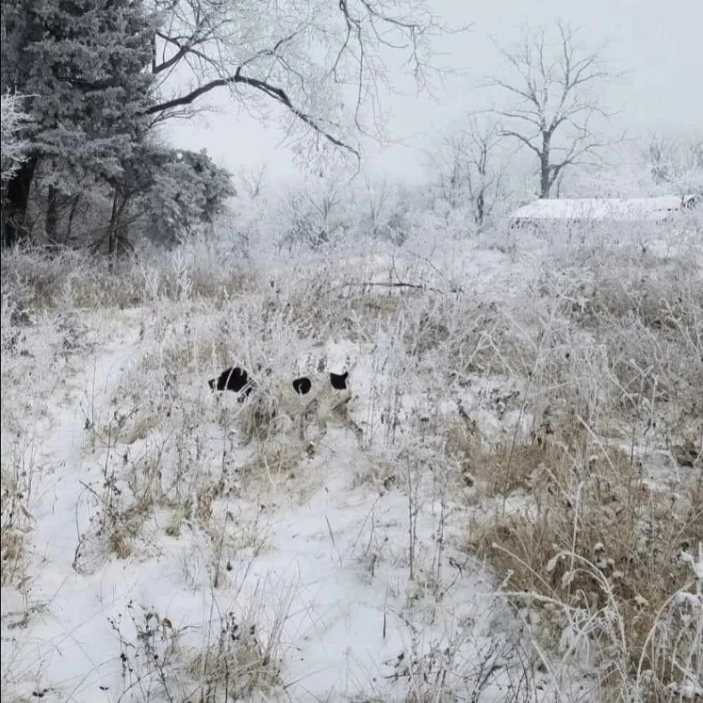 Our Story — Settles Ford GSP Kennels