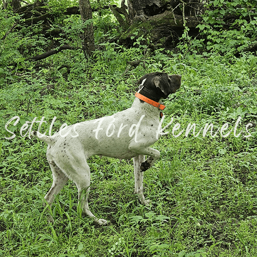 starr_best_hunting_dog_german_shorthaired_pointer_settles_ford_2_WM.png