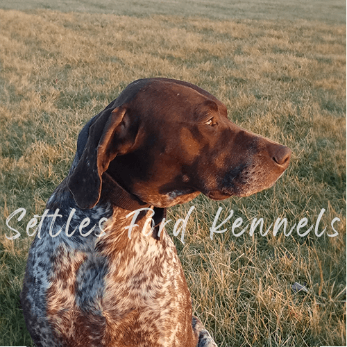 Rose_German_shorthaired_pointer_hunting_breeding_best_in_Kansas_City_8_ WM.png