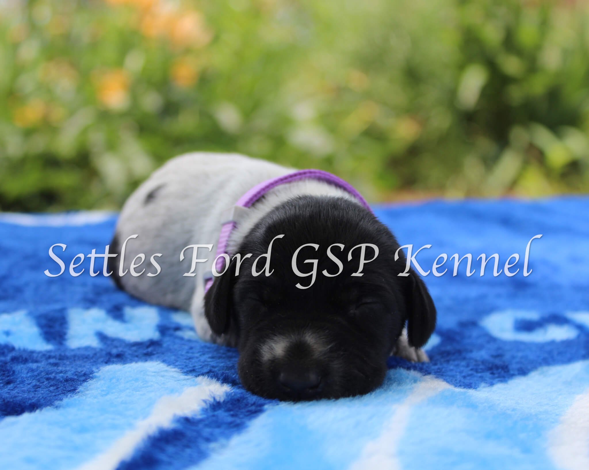 Lavender-Collar-Female-Panzer-Duchess-Spring-2025-Pups-Puppies-German-Shorthaired-Pointers-Champion-Hunting-Purebred-Dog-Kansas-City-Missouri-1.jpg