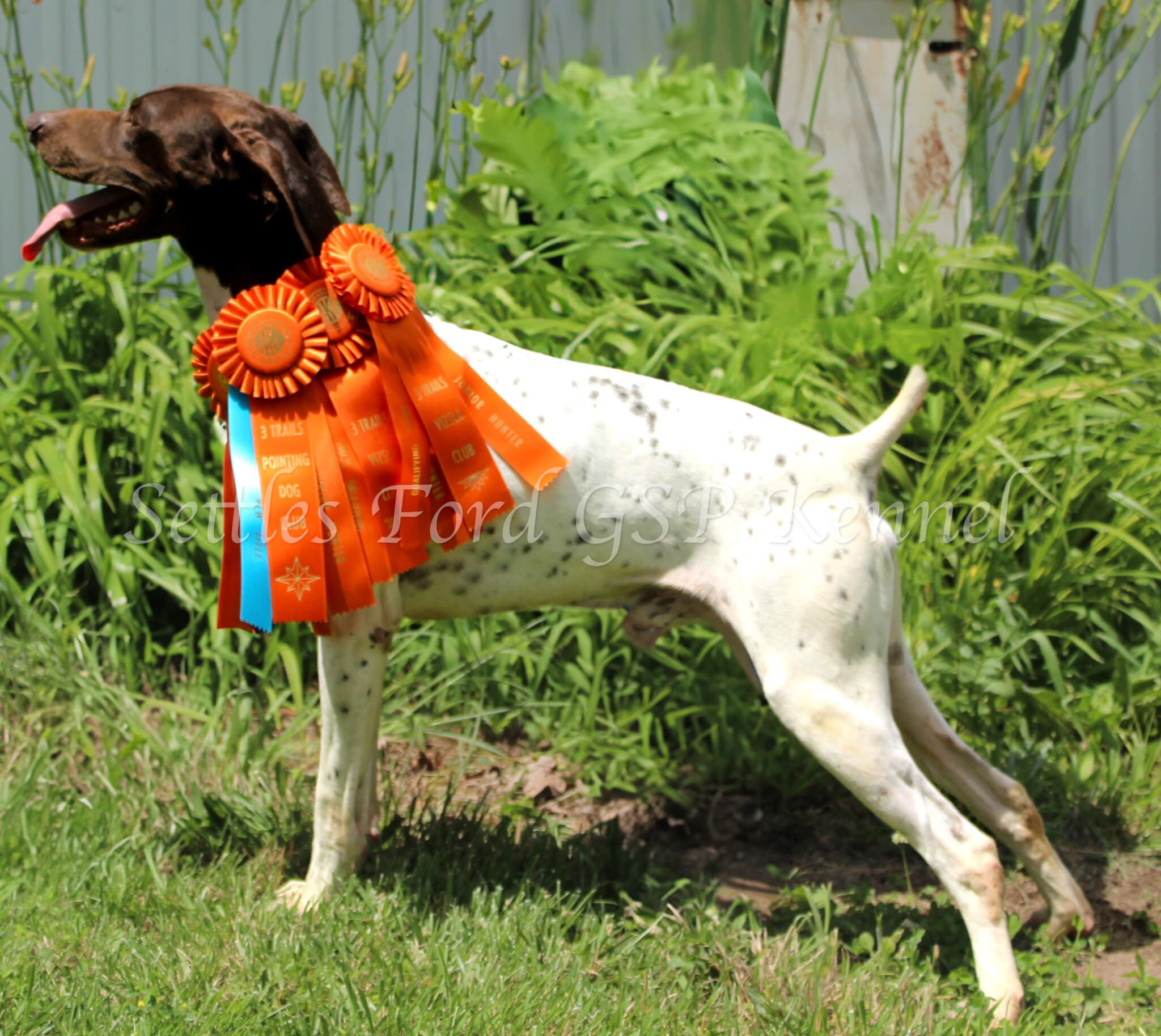 Settels Ford Males — Settles Ford GSP Kennels
