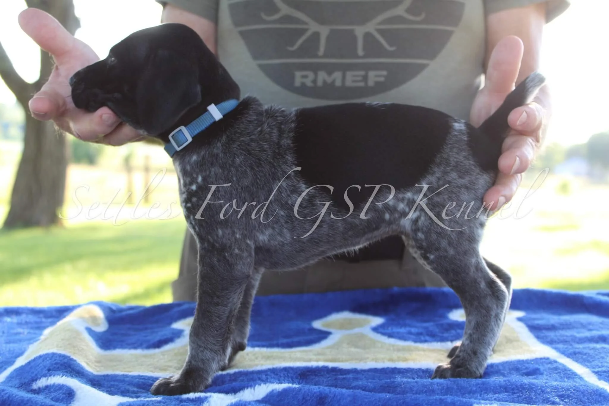 Light-Blue-Collar-Male-Panzer-Duchess-Spring-2025-Pups-Puppies-German-Shorthaired-Pointers-Champion-Hunting-Purebred-Dog-Kansas-City-Missouri-6.jpg
