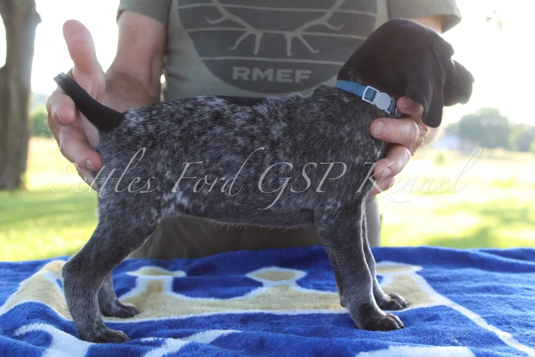 Light-Blue-Collar-Male-Panzer-Duchess-Spring-2025-Pups-Puppies-German-Shorthaired-Pointers-Champion-Hunting-Purebred-Dog-Kansas-City-Missouri-7.jpg