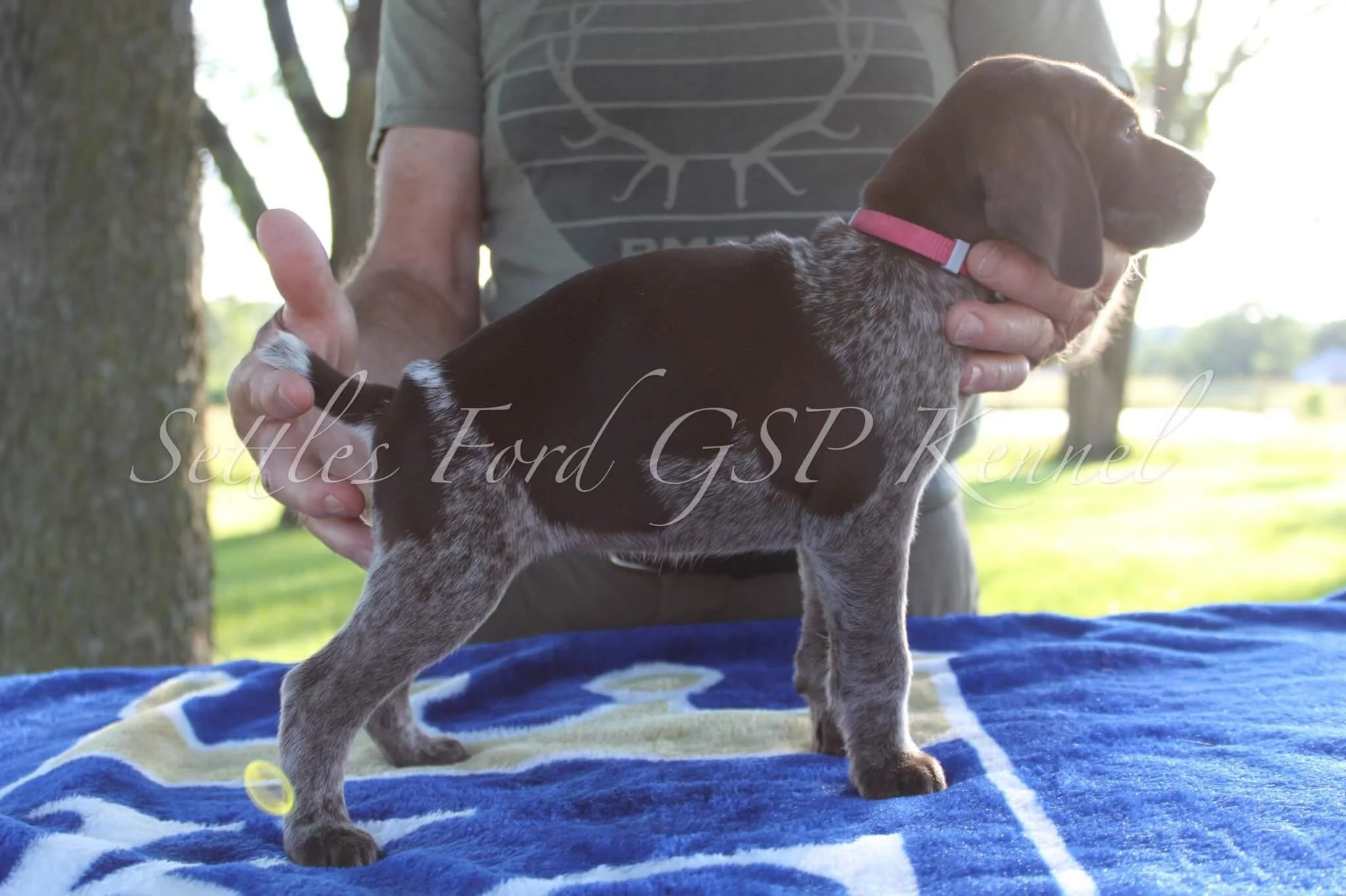 Pink-Collar-Female-Panzer-Duchess-Spring-2025-Pups-Puppies-German-Shorthaired-Pointers-Champion-Hunting-Purebred-Dog-Kansas-City-Missouri-5.jpg