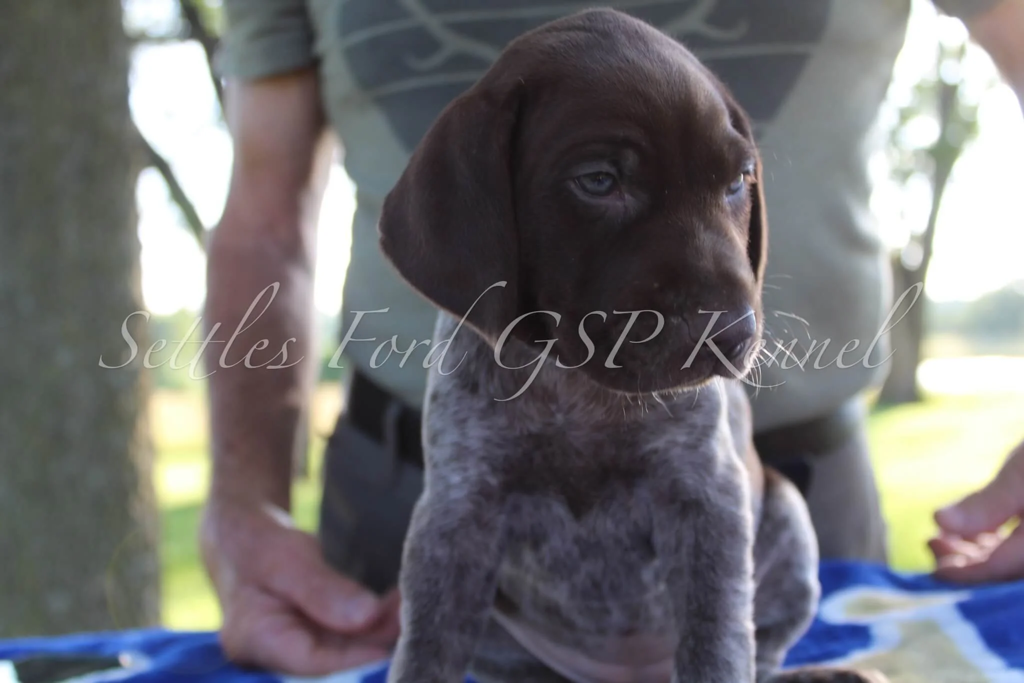 Pink-Collar-Female-Panzer-Duchess-Spring-2025-Pups-Puppies-German-Shorthaired-Pointers-Champion-Hunting-Purebred-Dog-Kansas-City-Missouri-4.jpg