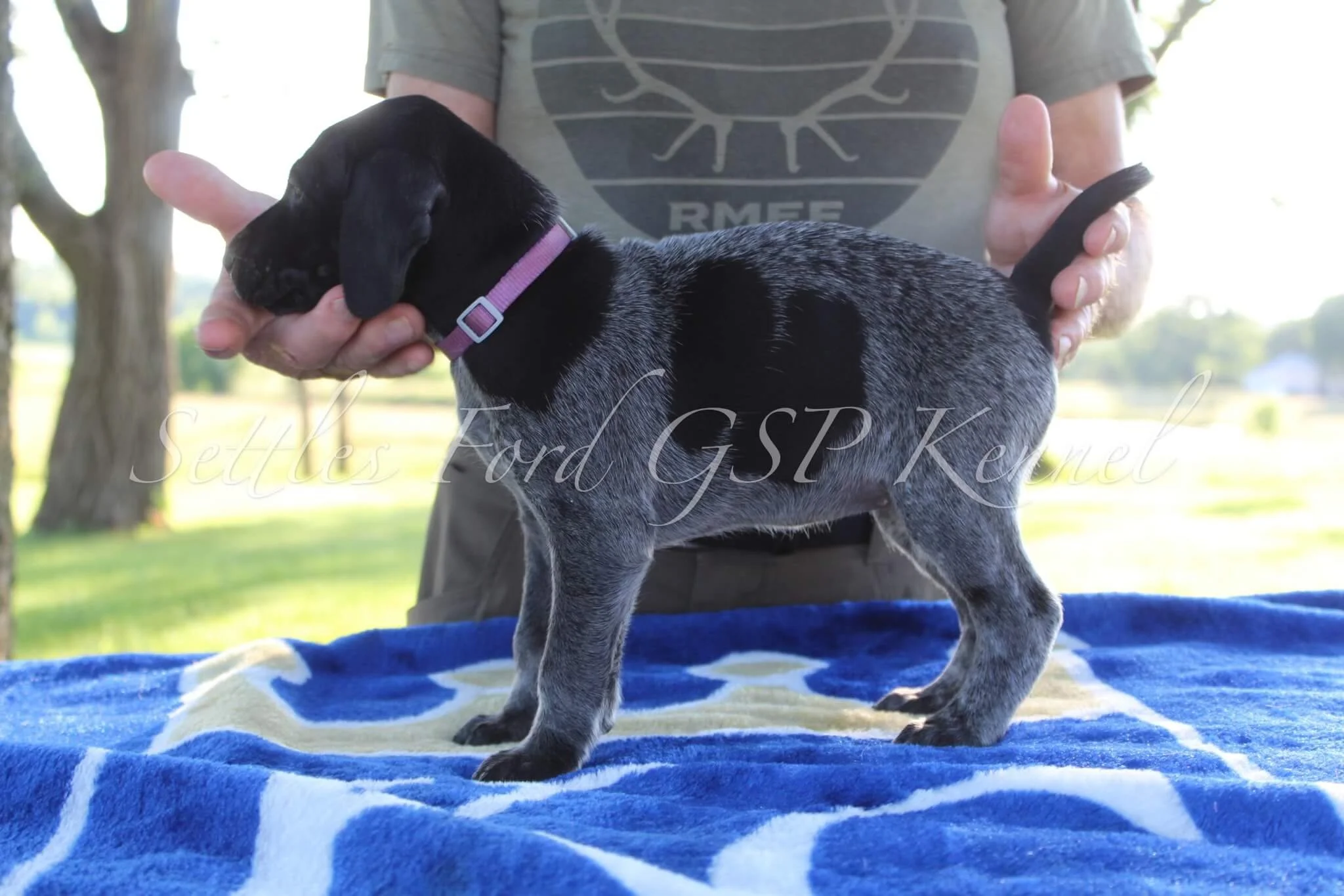 Lavender-Collar-Female-Panzer-Duchess-Spring-2025-Pups-Puppies-German-Shorthaired-Pointers-Champion-Hunting-Purebred-Dog-Kansas-City-Missouri-6.jpg