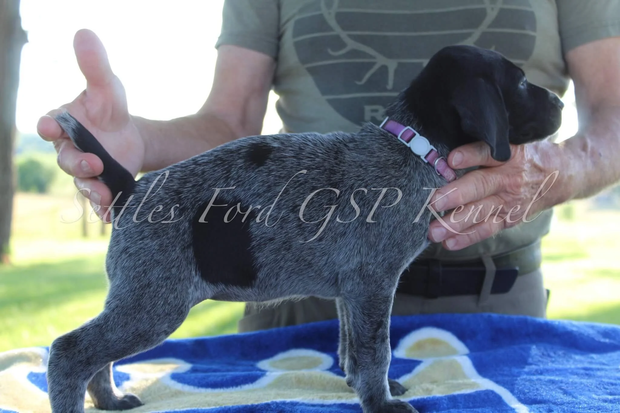 Lavender-Collar-Female-Panzer-Duchess-Spring-2025-Pups-Puppies-German-Shorthaired-Pointers-Champion-Hunting-Purebred-Dog-Kansas-City-Missouri-5.jpg