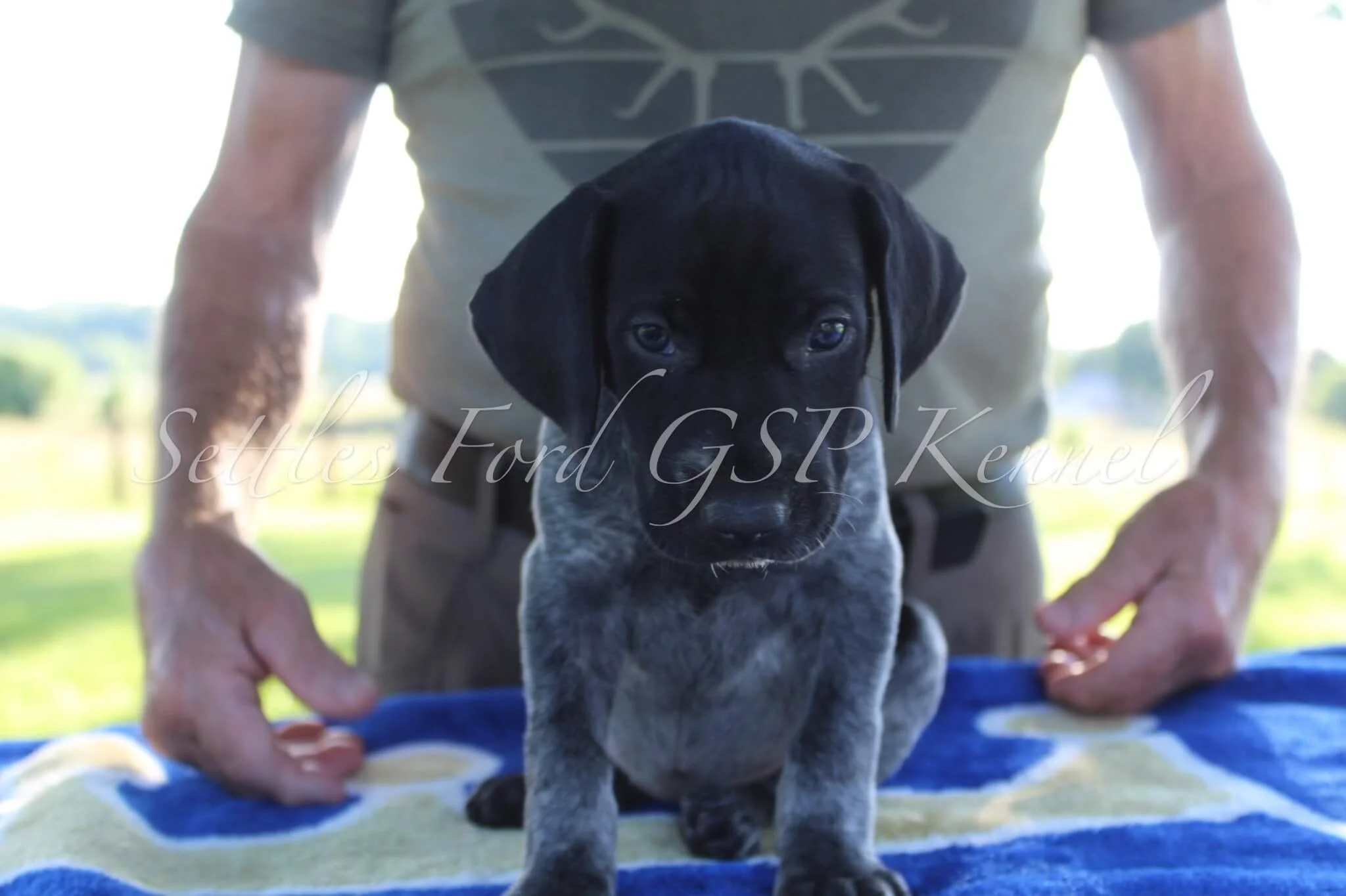 Lavender-Collar-Female-Panzer-Duchess-Spring-2025-Pups-Puppies-German-Shorthaired-Pointers-Champion-Hunting-Purebred-Dog-Kansas-City-Missouri-7.jpg