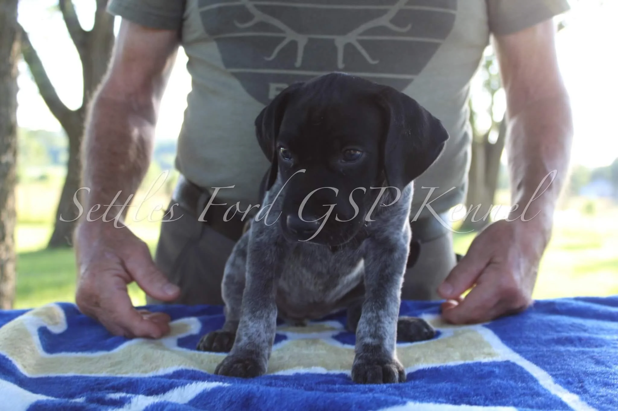 Yellow-Collar-Female-Panzer-Duchess-Spring-2025-Pups-Puppies-German-Shorthaired-Pointers-Champion-Hunting-Purebred-Dog-Kansas-City-Missouri-6.jpg