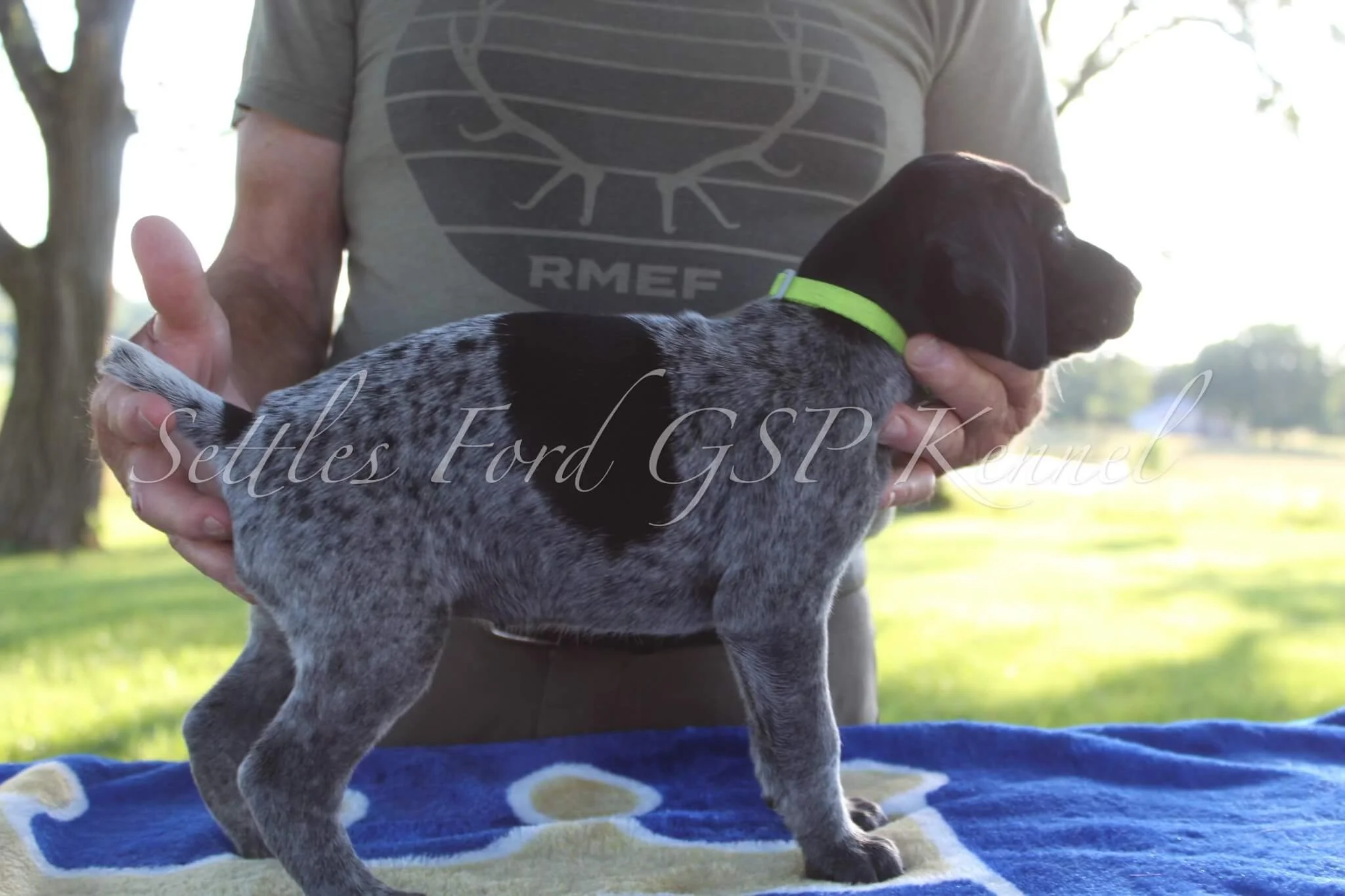 Yellow-Collar-Female-Panzer-Duchess-Spring-2025-Pups-Puppies-German-Shorthaired-Pointers-Champion-Hunting-Purebred-Dog-Kansas-City-Missouri-5.jpg