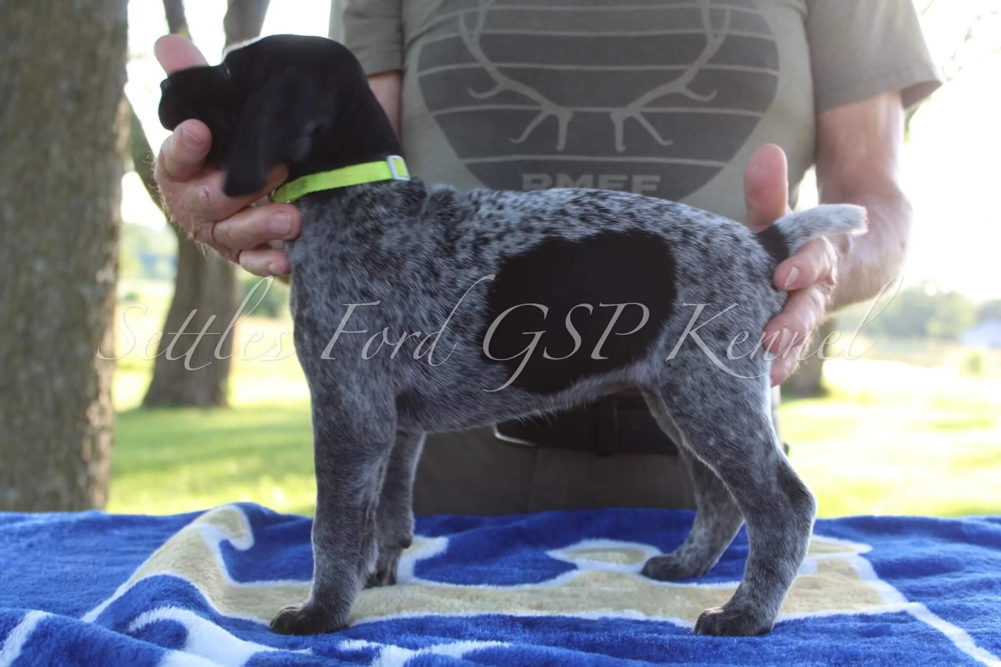Yellow-Collar-Female-Panzer-Duchess-Spring-2025-Pups-Puppies-German-Shorthaired-Pointers-Champion-Hunting-Purebred-Dog-Kansas-City-Missouri-7.jpg