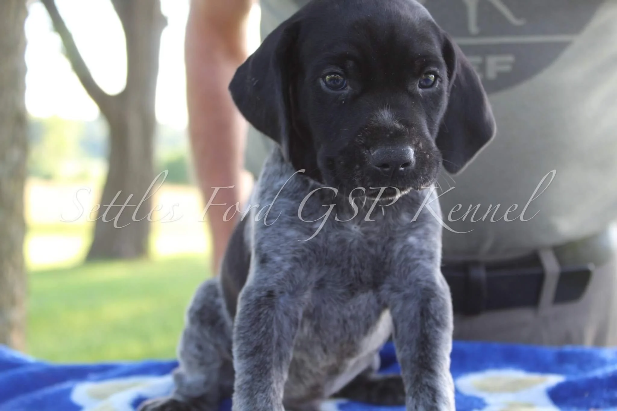 Orange-Collar-Male-Panzer-Duchess-Spring-2025-Pups-Puppies-German-Shorthaired-Pointers-Champion-Hunting-Purebred-Dog-Kansas-City-Missouri-8.jpg