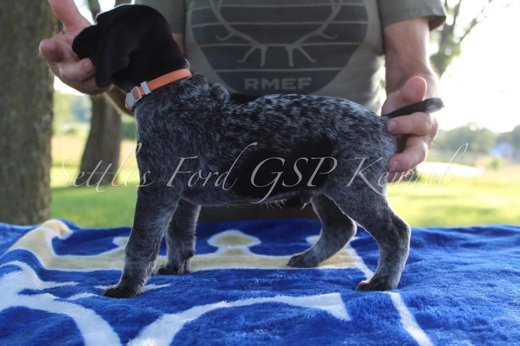 Orange-Collar-Male-Panzer-Duchess-Spring-2025-Pups-Puppies-German-Shorthaired-Pointers-Champion-Hunting-Purebred-Dog-Kansas-City-Missouri-9.jpg