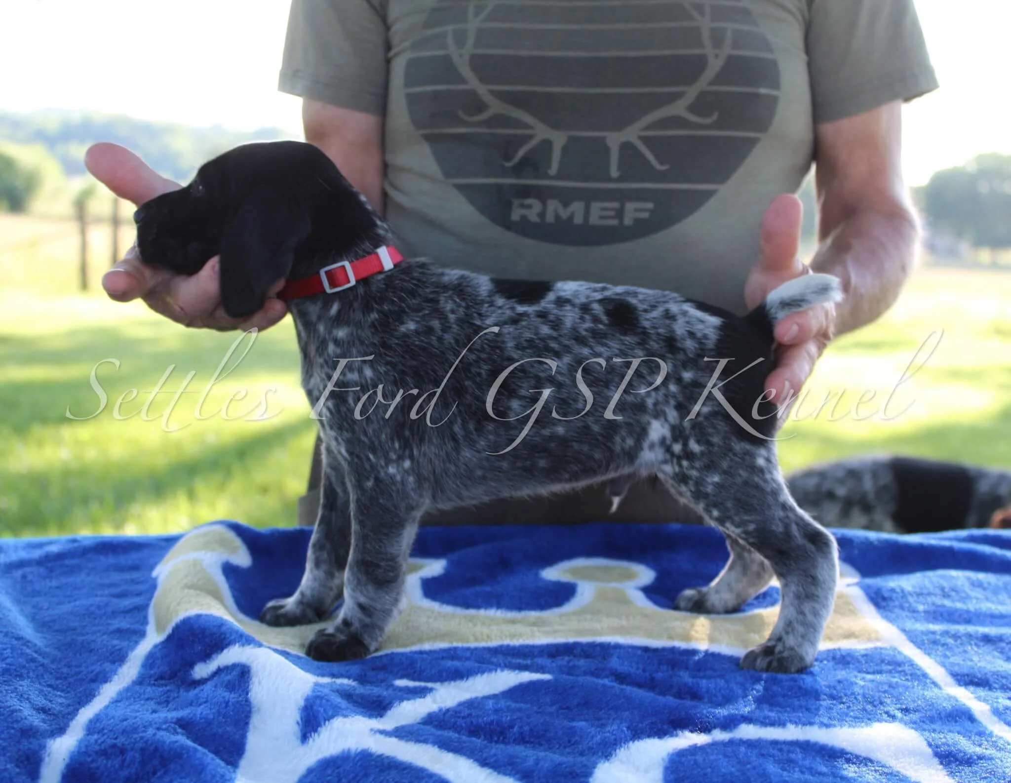 Red-Collar-Male-Panzer-Duchess-Spring-2025-Pups-Puppies-German-Shorthaired-Pointers-Champion-Hunting-Purebred-Dog-Kansas-City-Missouri-8.jpg
