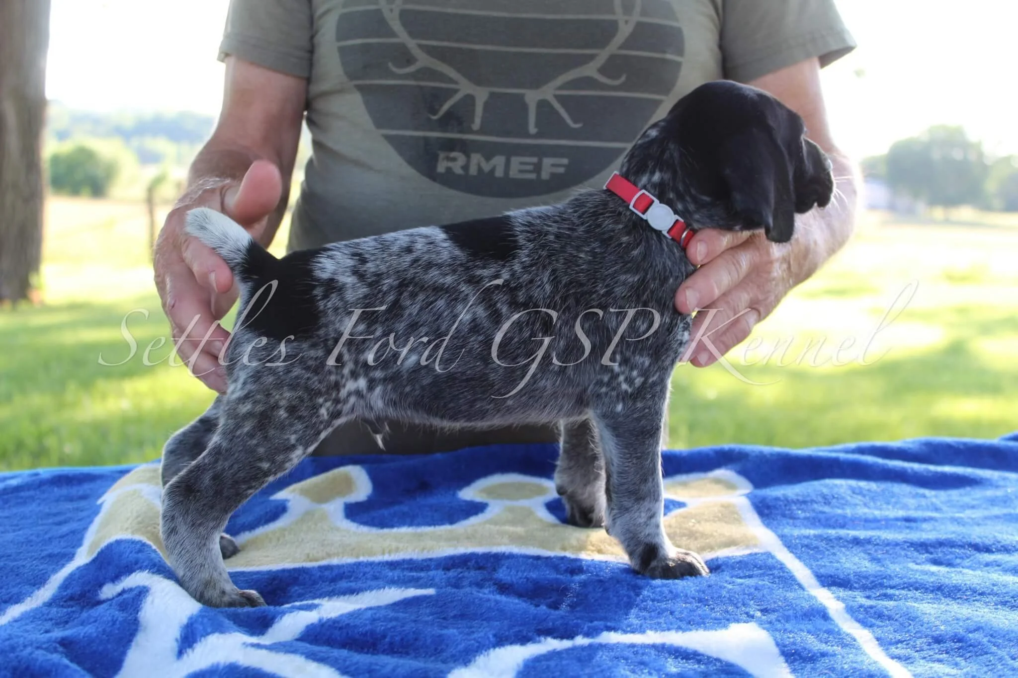 Red-Collar-Male-Panzer-Duchess-Spring-2025-Pups-Puppies-German-Shorthaired-Pointers-Champion-Hunting-Purebred-Dog-Kansas-City-Missouri-7.jpg