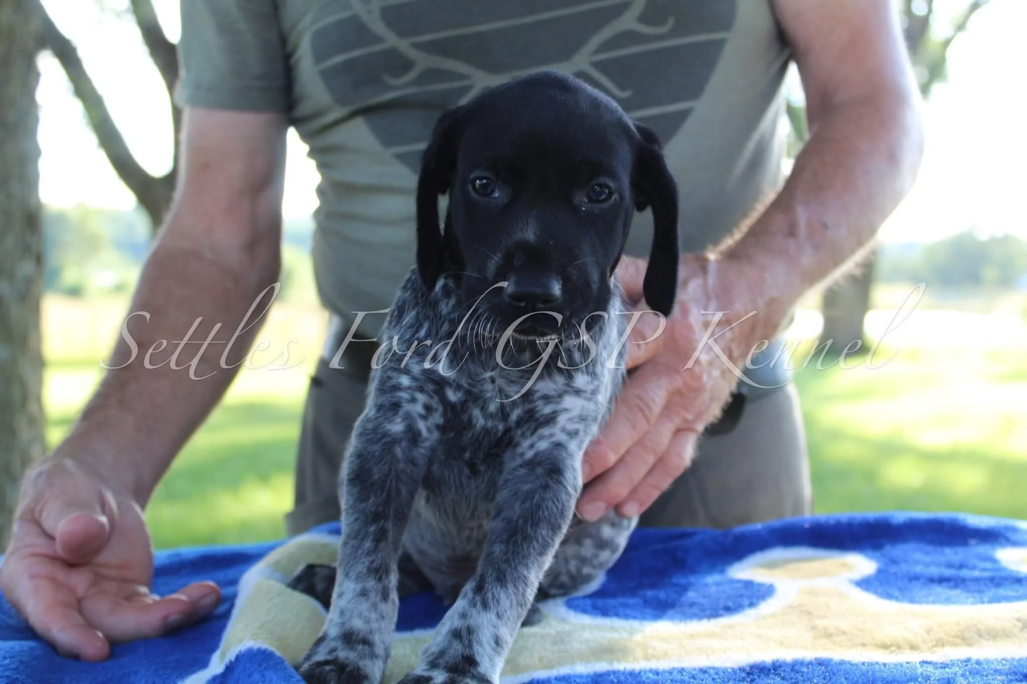 Red-Collar-Male-Panzer-Duchess-Spring-2025-Pups-Puppies-German-Shorthaired-Pointers-Champion-Hunting-Purebred-Dog-Kansas-City-Missouri-9.jpg