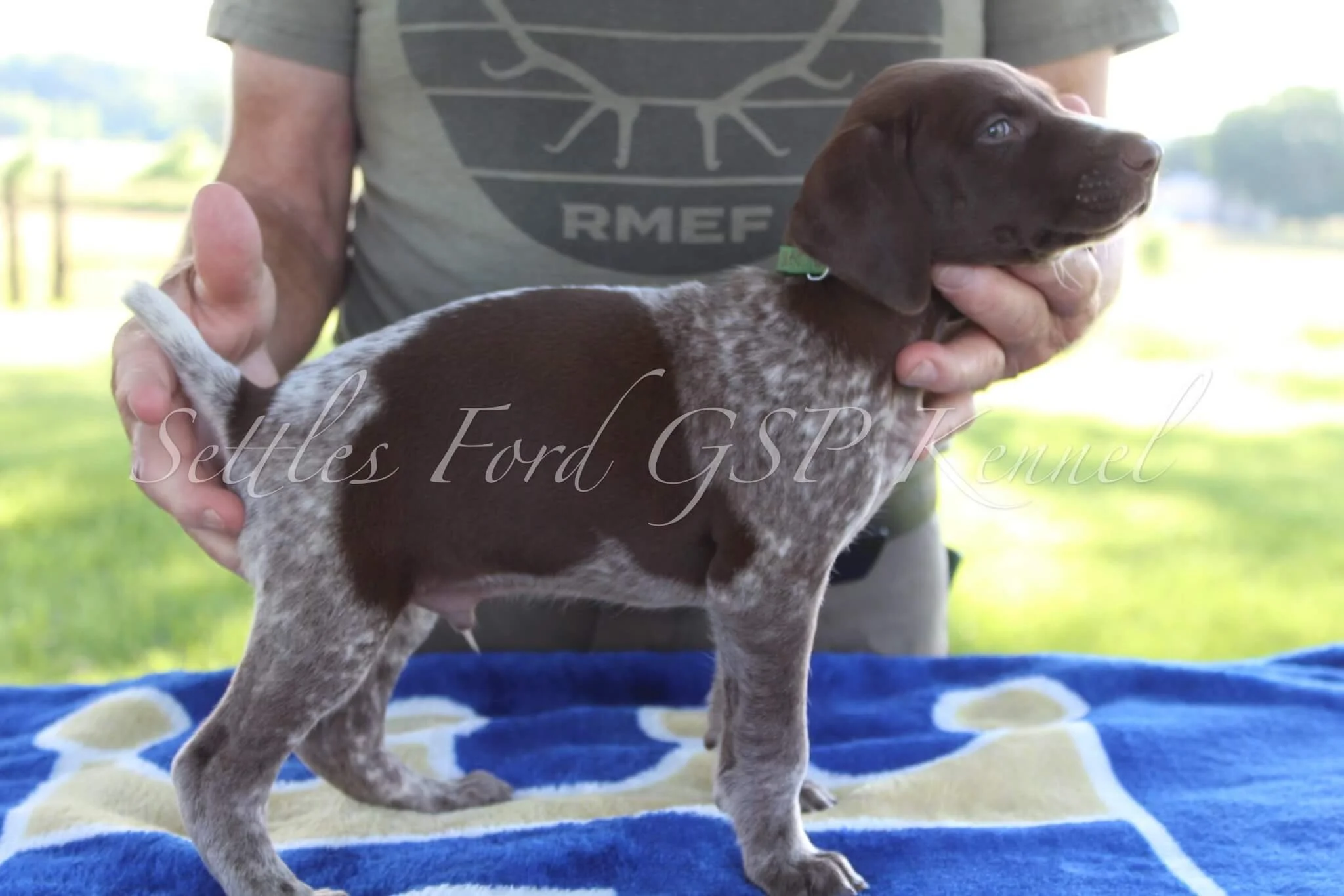 Green-Collar-Male-Panzer-Duchess-Spring-2025-Pups-Puppies-German-Shorthaired-Pointers-Champion-Hunting-Purebred-Dog-Kansas-City-Missouri-5.jpg