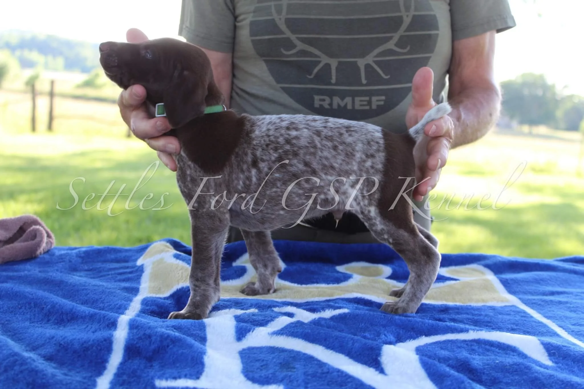 Green-Collar-Male-Panzer-Duchess-Spring-2025-Pups-Puppies-German-Shorthaired-Pointers-Champion-Hunting-Purebred-Dog-Kansas-City-Missouri-6.jpg