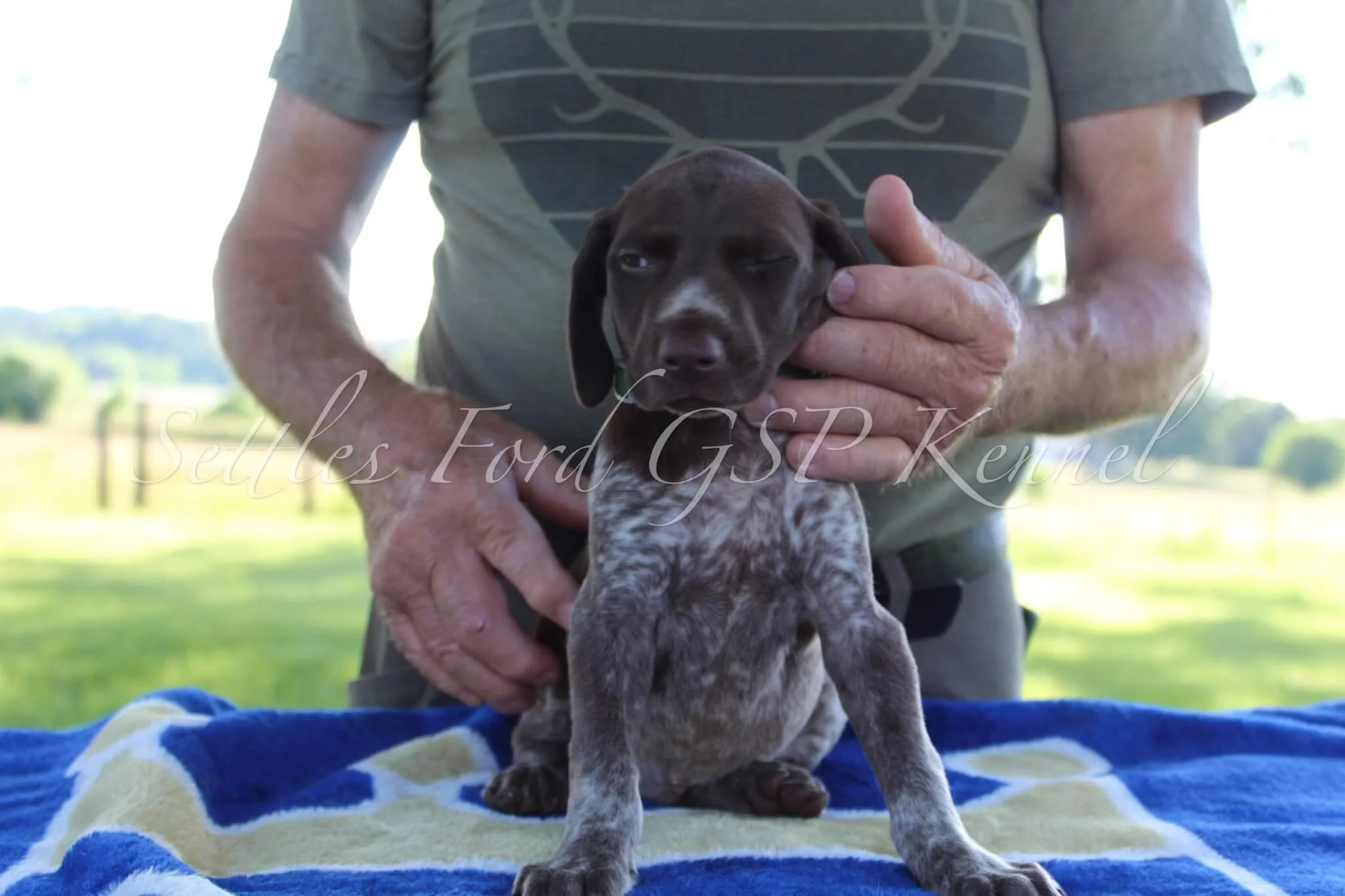 Green-Collar-Male-Panzer-Duchess-Spring-2025-Pups-Puppies-German-Shorthaired-Pointers-Champion-Hunting-Purebred-Dog-Kansas-City-Missouri-7.jpg