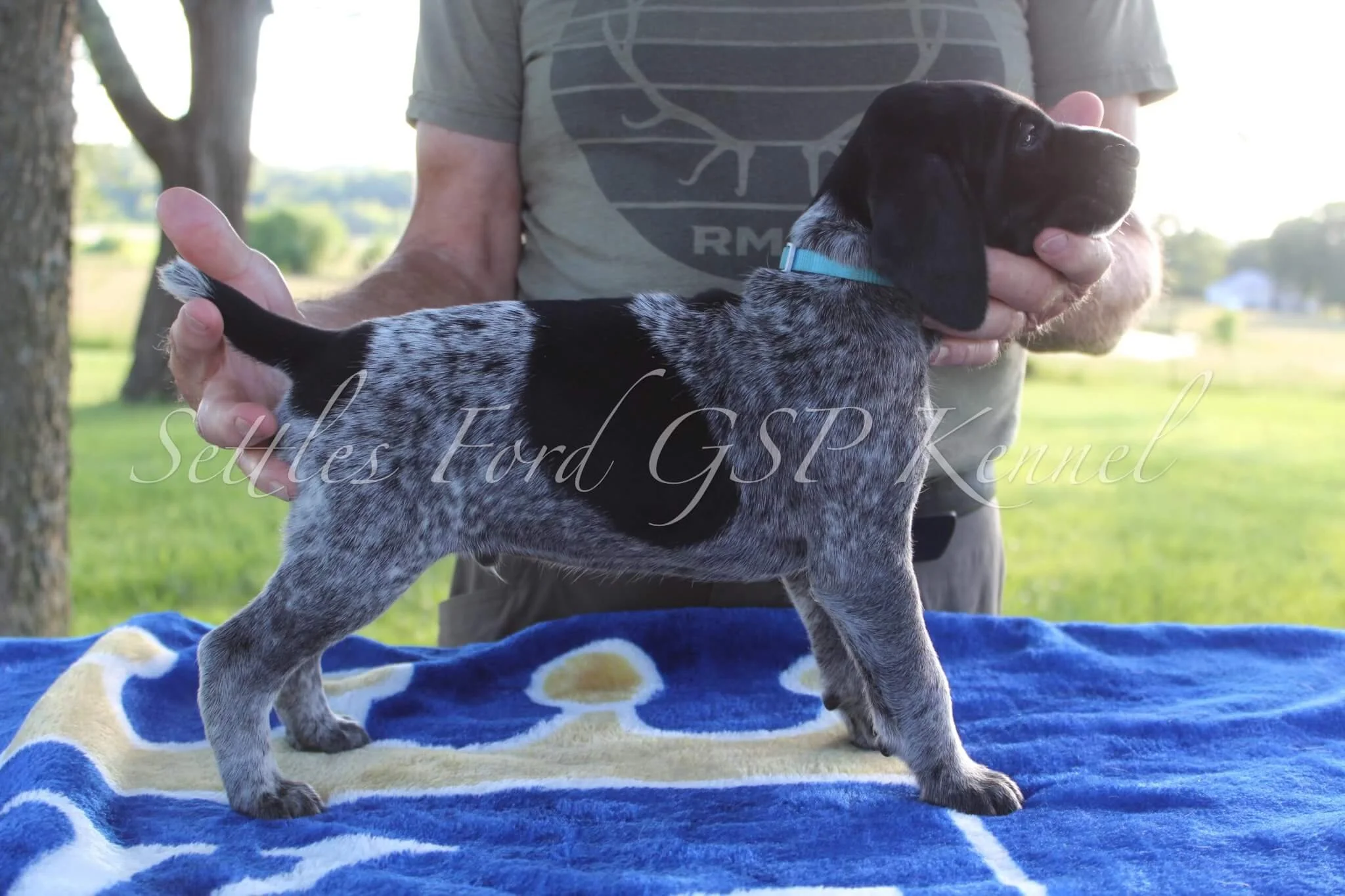 Light-Blue-Collar-Male-Panzer-Duchess-Spring-2025-Pups-Puppies-German-Shorthaired-Pointers-Champion-Hunting-Purebred-Dog-Kansas-City-Missouri-5.jpg