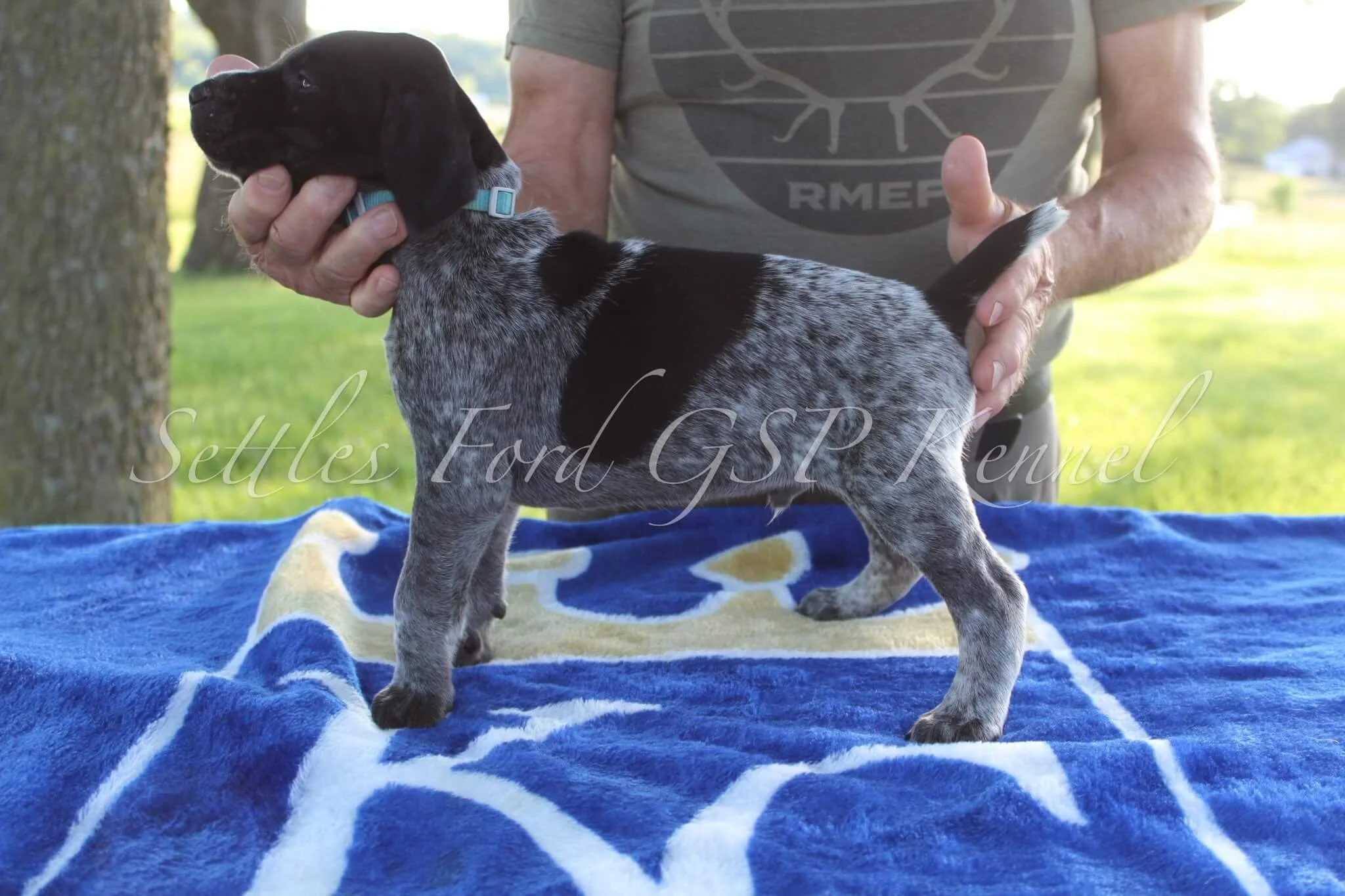 Light-Blue-Collar-Male-Panzer-Duchess-Spring-2025-Pups-Puppies-German-Shorthaired-Pointers-Champion-Hunting-Purebred-Dog-Kansas-City-Missouri-6.jpg