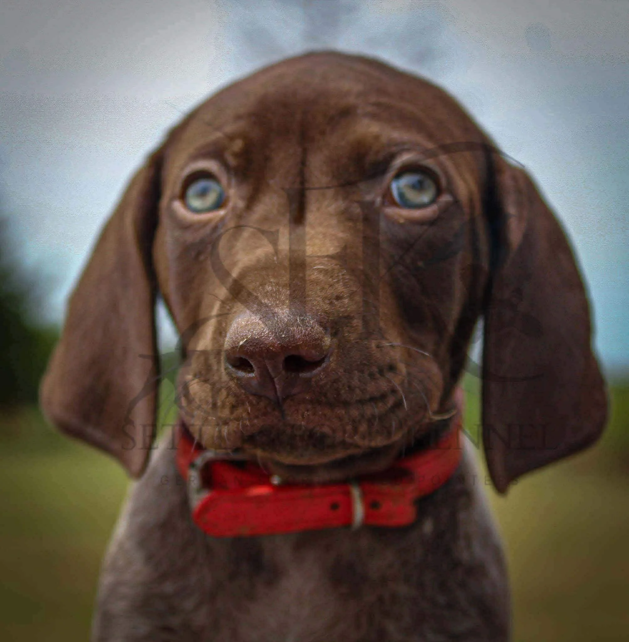 Red-Collar-Male-Panzer-Dash-Fall-2025-Pups-Puppies-German-Shorthaired-Pointers-Champion-Hunting-Purebred-Dog-Kansas-City-Missouri-7.jpg
