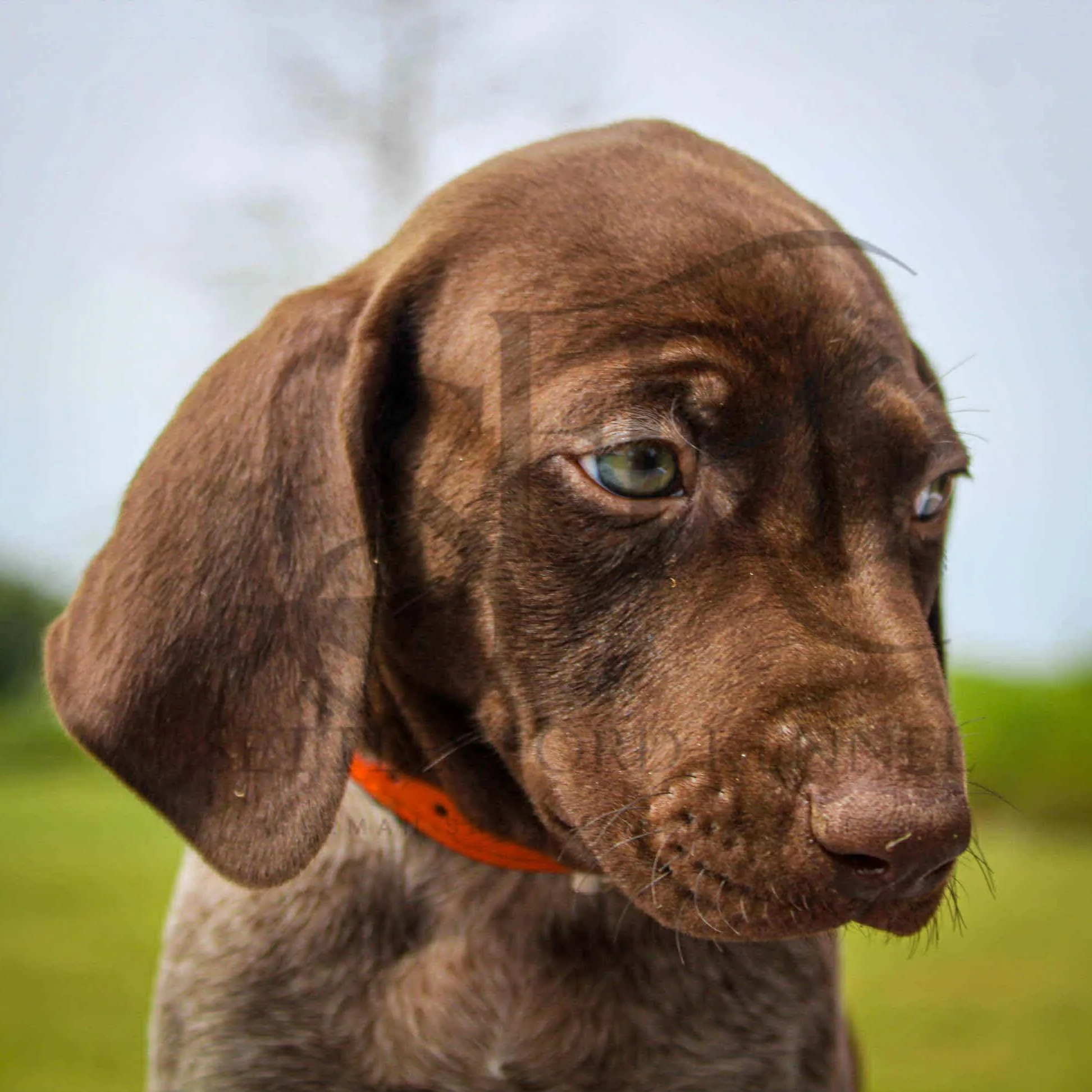 Red-Collar-Male-Panzer-Dash-Fall-2025-Pups-Puppies-German-Shorthaired-Pointers-Champion-Hunting-Purebred-Dog-Kansas-City-Missouri-9.jpg