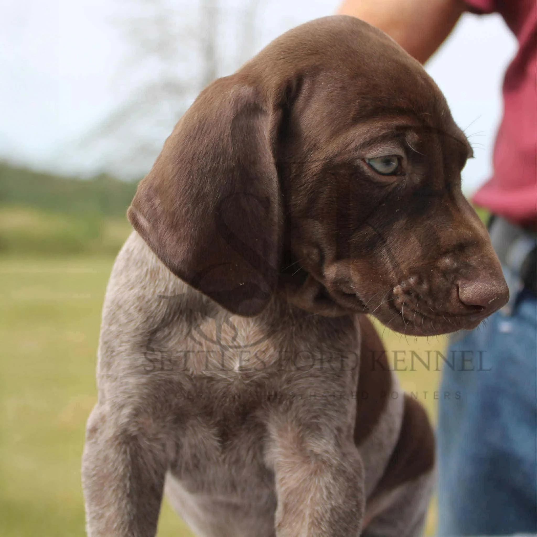 Red-Collar-Male-Panzer-Dash-Fall-2025-Pups-Puppies-German-Shorthaired-Pointers-Champion-Hunting-Purebred-Dog-Kansas-City-Missouri-10.jpg