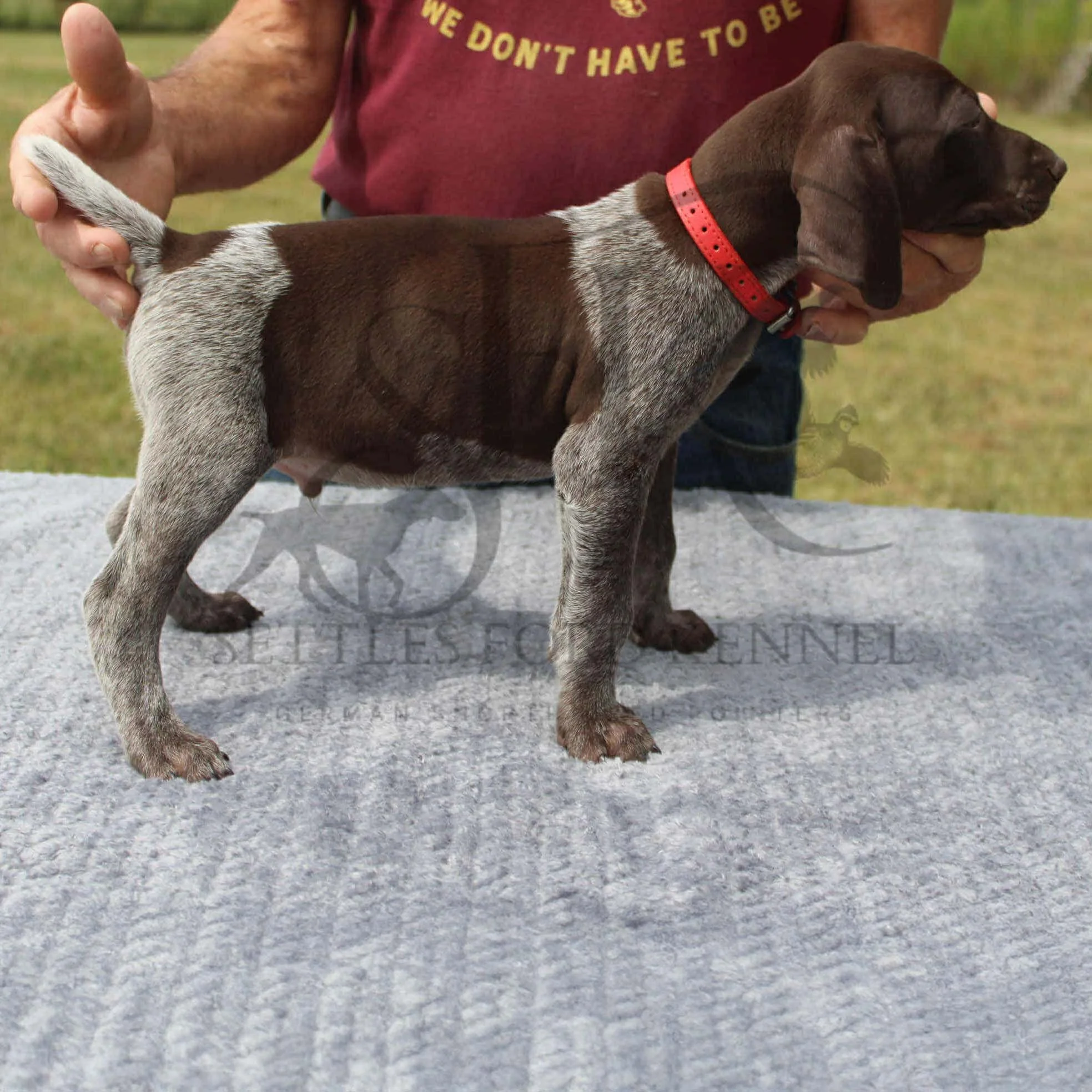 Red-Collar-Male-Panzer-Dash-Fall-2025-Pups-Puppies-German-Shorthaired-Pointers-Champion-Hunting-Purebred-Dog-Kansas-City-Missouri-11.jpg