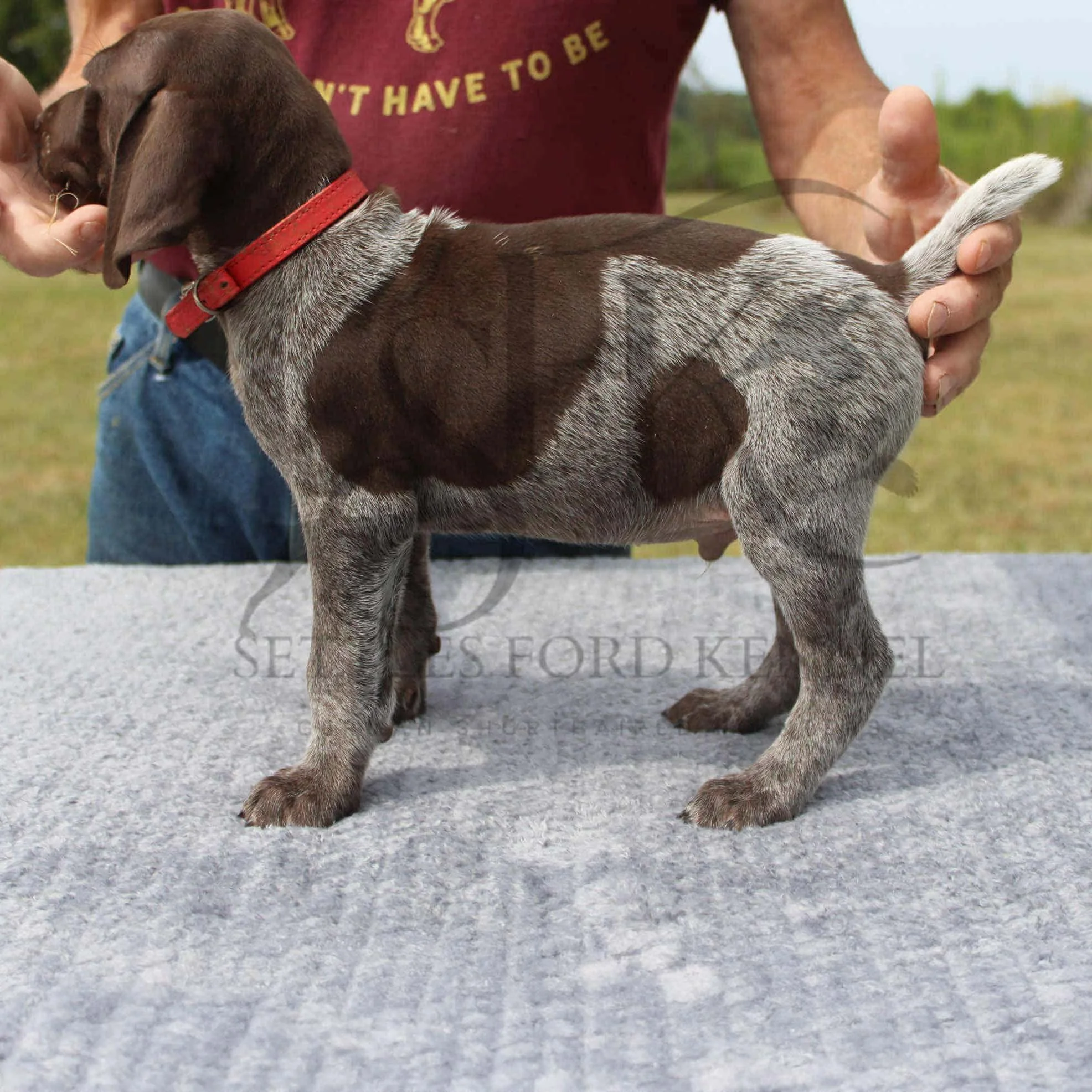 Red-Collar-Male-Panzer-Dash-Fall-2025-Pups-Puppies-German-Shorthaired-Pointers-Champion-Hunting-Purebred-Dog-Kansas-City-Missouri-12.jpg