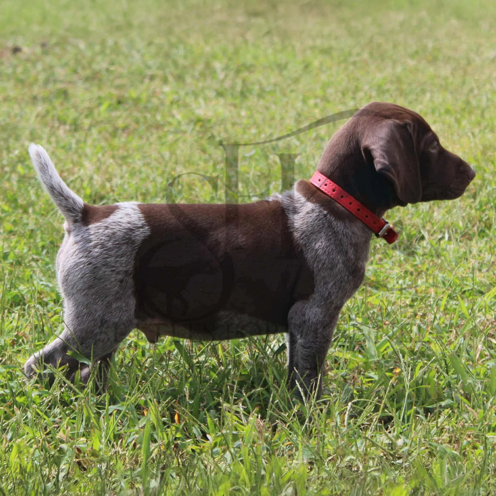 Red-Collar-Male-Panzer-Dash-Fall-2025-Pups-Puppies-German-Shorthaired-Pointers-Champion-Hunting-Purebred-Dog-Kansas-City-Missouri-13.jpg