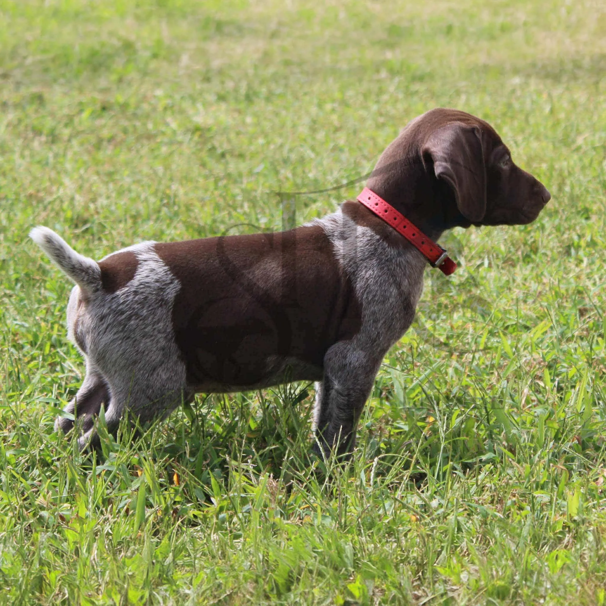 Red-Collar-Male-Panzer-Dash-Fall-2025-Pups-Puppies-German-Shorthaired-Pointers-Champion-Hunting-Purebred-Dog-Kansas-City-Missouri-14.jpg