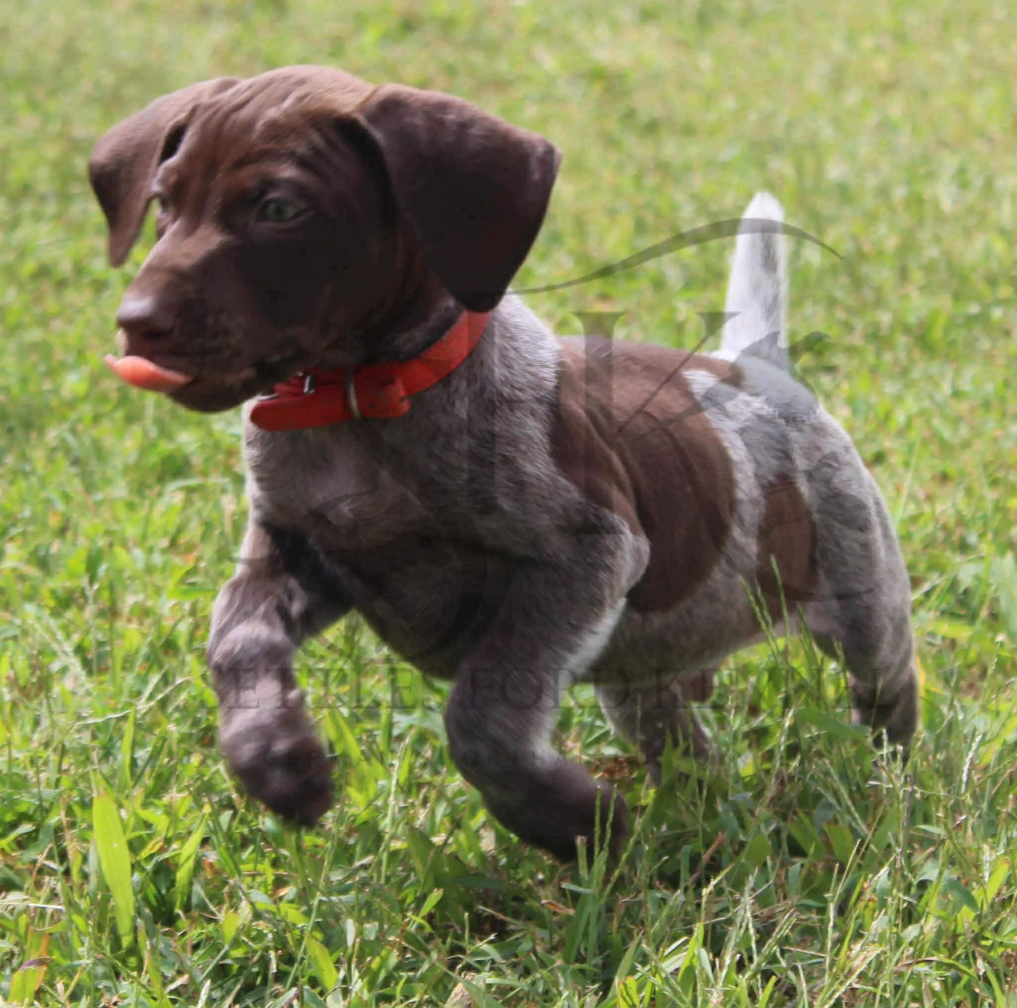 Red-Collar-Male-Panzer-Dash-Fall-2025-Pups-Puppies-German-Shorthaired-Pointers-Champion-Hunting-Purebred-Dog-Kansas-City-Missouri-15.jpg