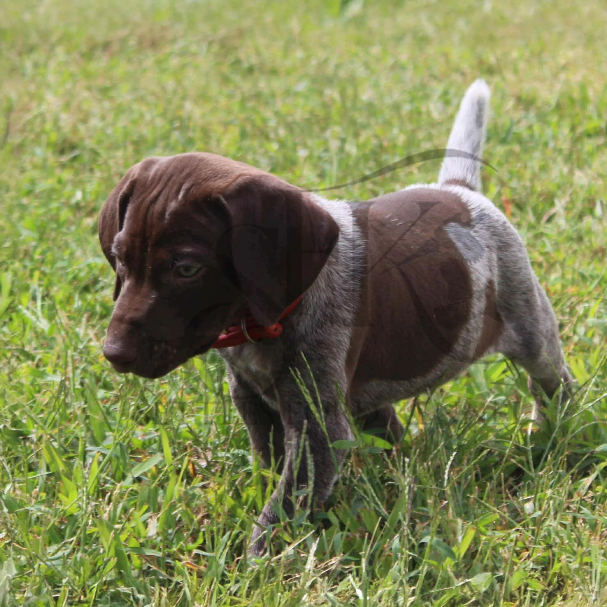 Red-Collar-Male-Panzer-Dash-Fall-2025-Pups-Puppies-German-Shorthaired-Pointers-Champion-Hunting-Purebred-Dog-Kansas-City-Missouri-16.jpg