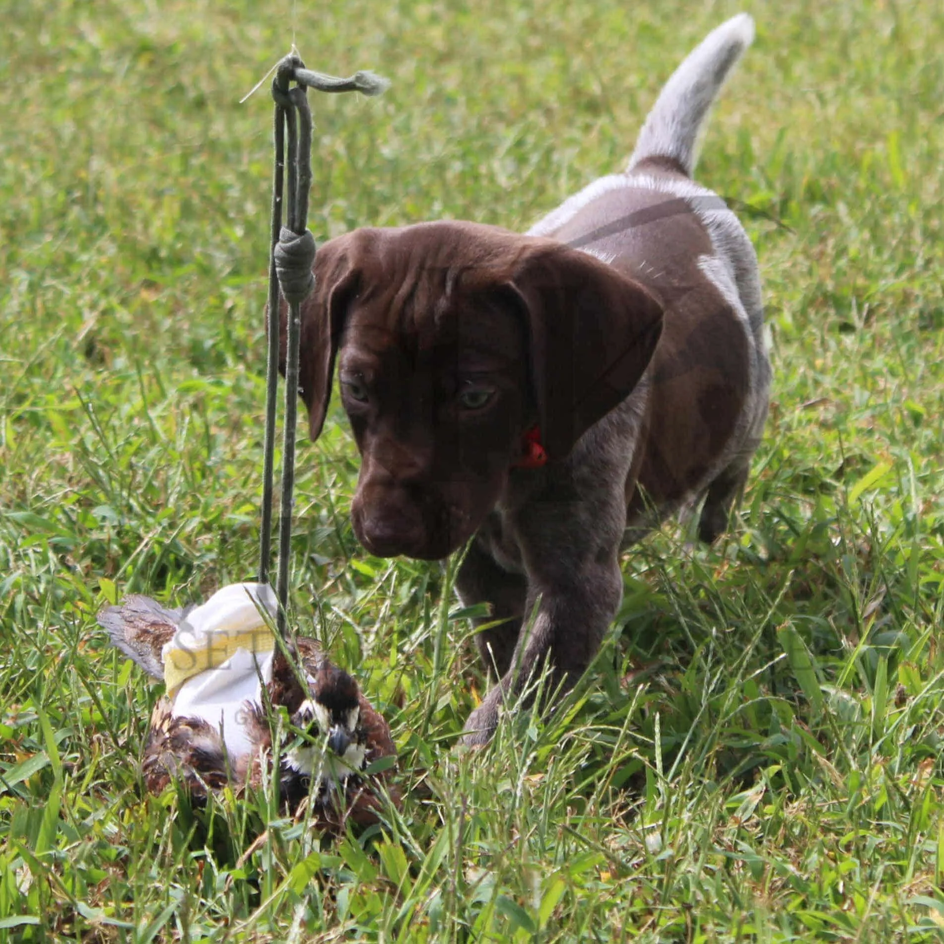 Red-Collar-Male-Panzer-Dash-Fall-2025-Pups-Puppies-German-Shorthaired-Pointers-Champion-Hunting-Purebred-Dog-Kansas-City-Missouri-17.jpg