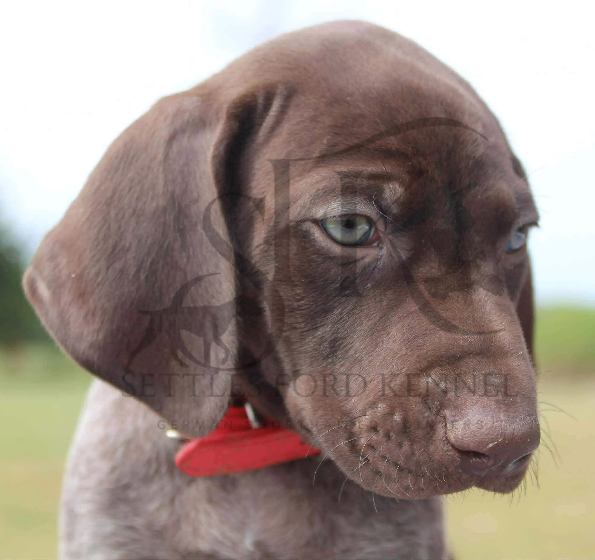 Red-Collar-Male-Panzer-Dash-Fall-2025-Pups-Puppies-German-Shorthaired-Pointers-Champion-Hunting-Purebred-Dog-Kansas-City-Missouri-6.jpg