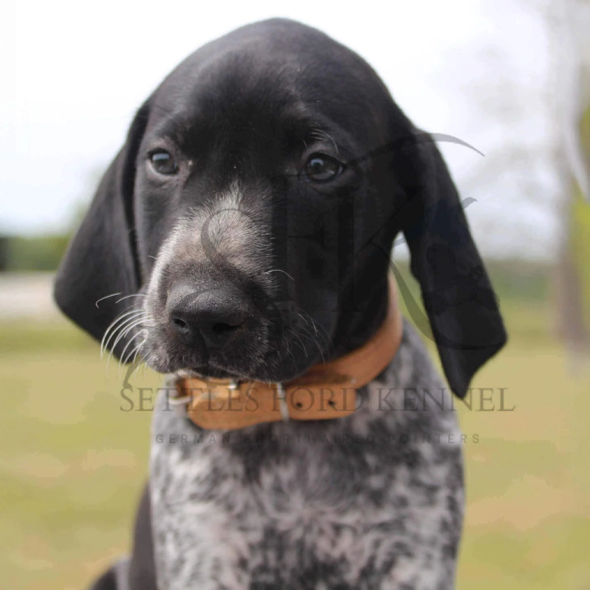 Tan-Collar-Male-Panzer-Dash-Fall-2025-Pups-Puppies-German-Shorthaired-Pointers-Champion-Hunting-Purebred-Dog-Kansas-City-Missouri-5.jpg