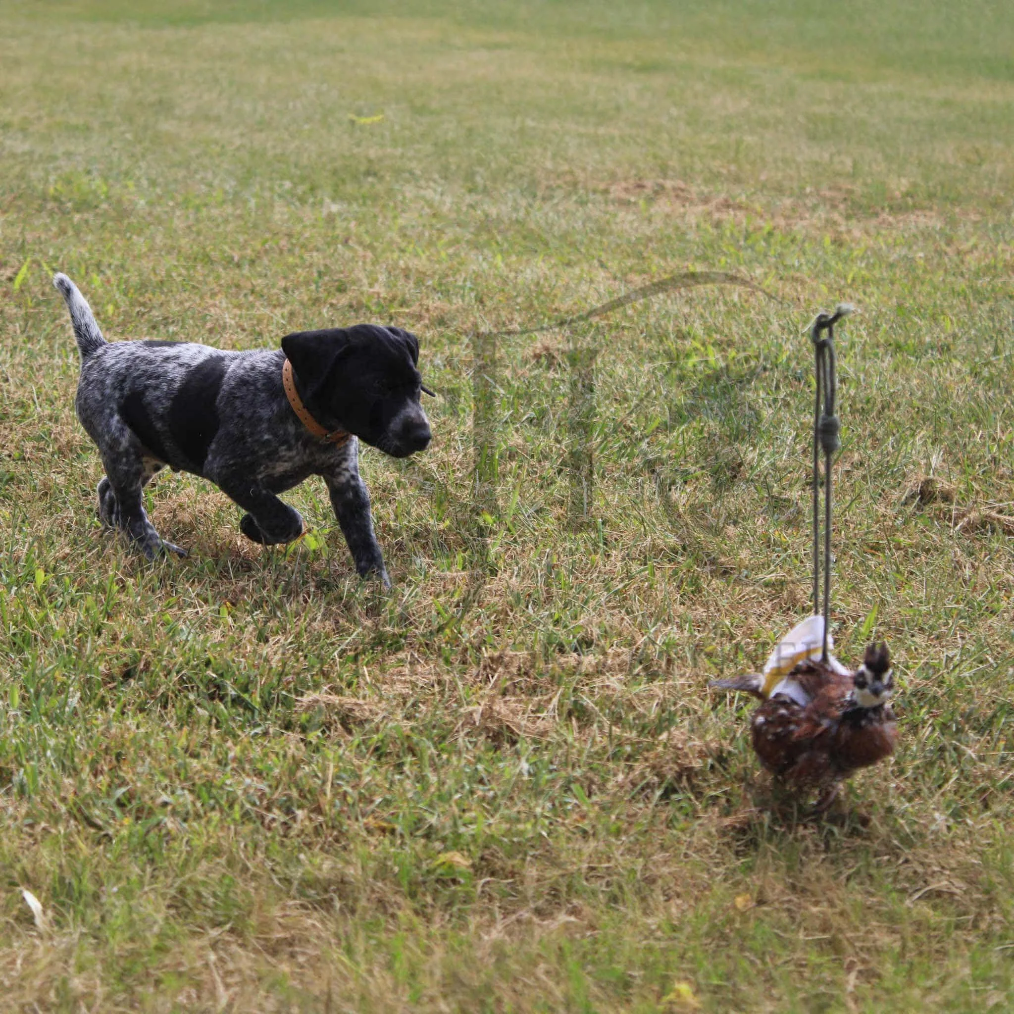 Tan-Collar-Male-Panzer-Dash-Fall-2025-Pups-Puppies-German-Shorthaired-Pointers-Champion-Hunting-Purebred-Dog-Kansas-City-Missouri-16.jpg