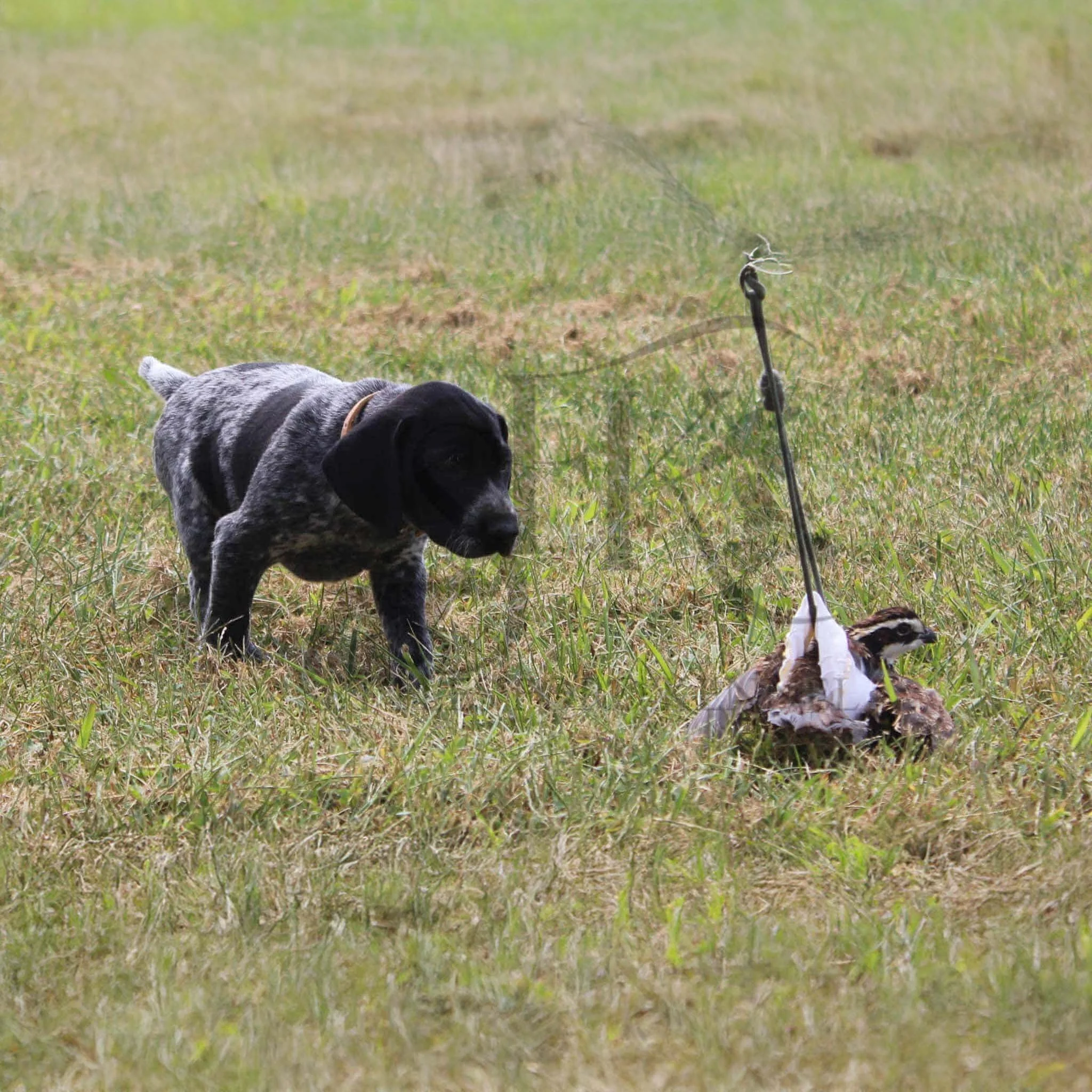 Tan-Collar-Male-Panzer-Dash-Fall-2025-Pups-Puppies-German-Shorthaired-Pointers-Champion-Hunting-Purebred-Dog-Kansas-City-Missouri-14.jpg