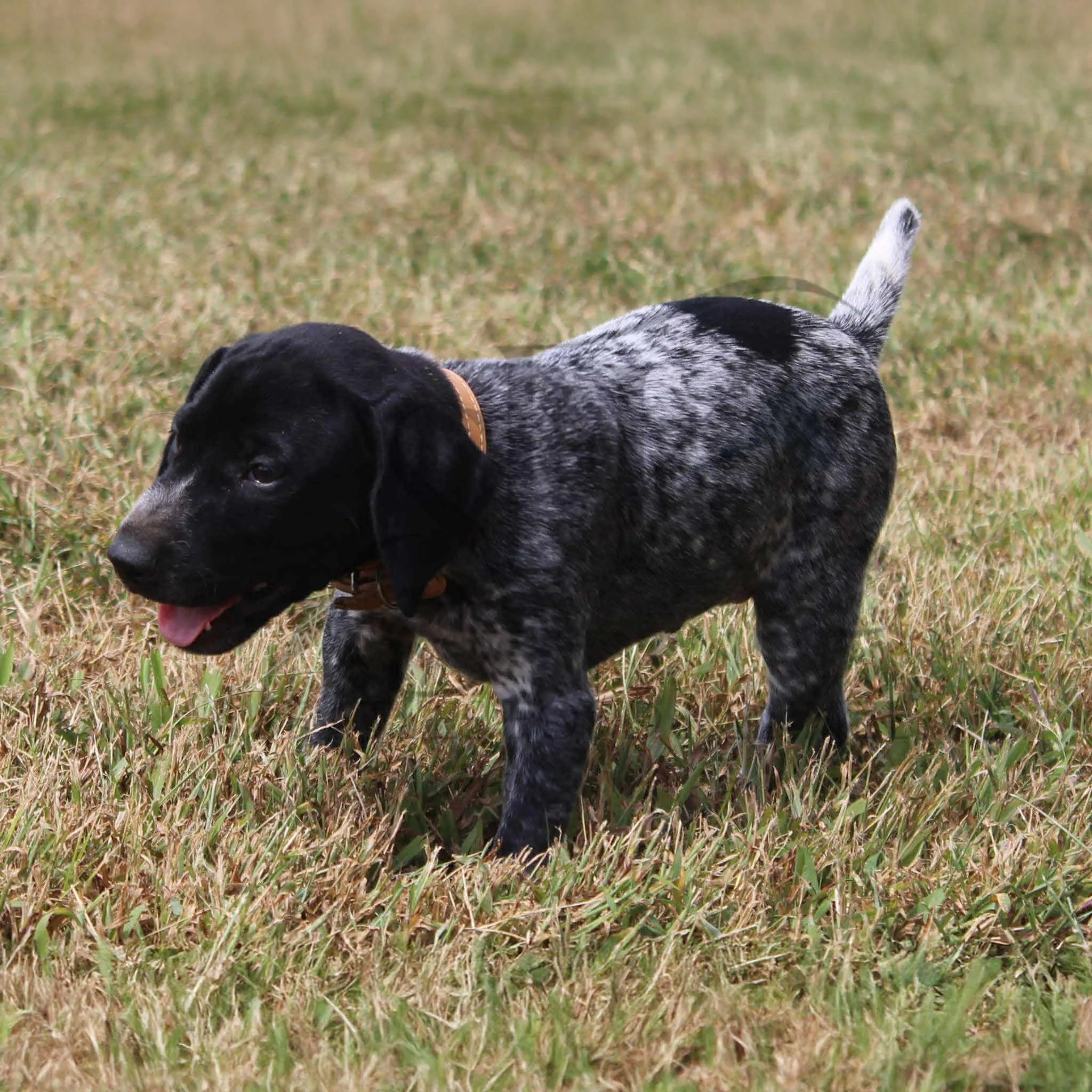 Tan-Collar-Male-Panzer-Dash-Fall-2025-Pups-Puppies-German-Shorthaired-Pointers-Champion-Hunting-Purebred-Dog-Kansas-City-Missouri-12.jpg