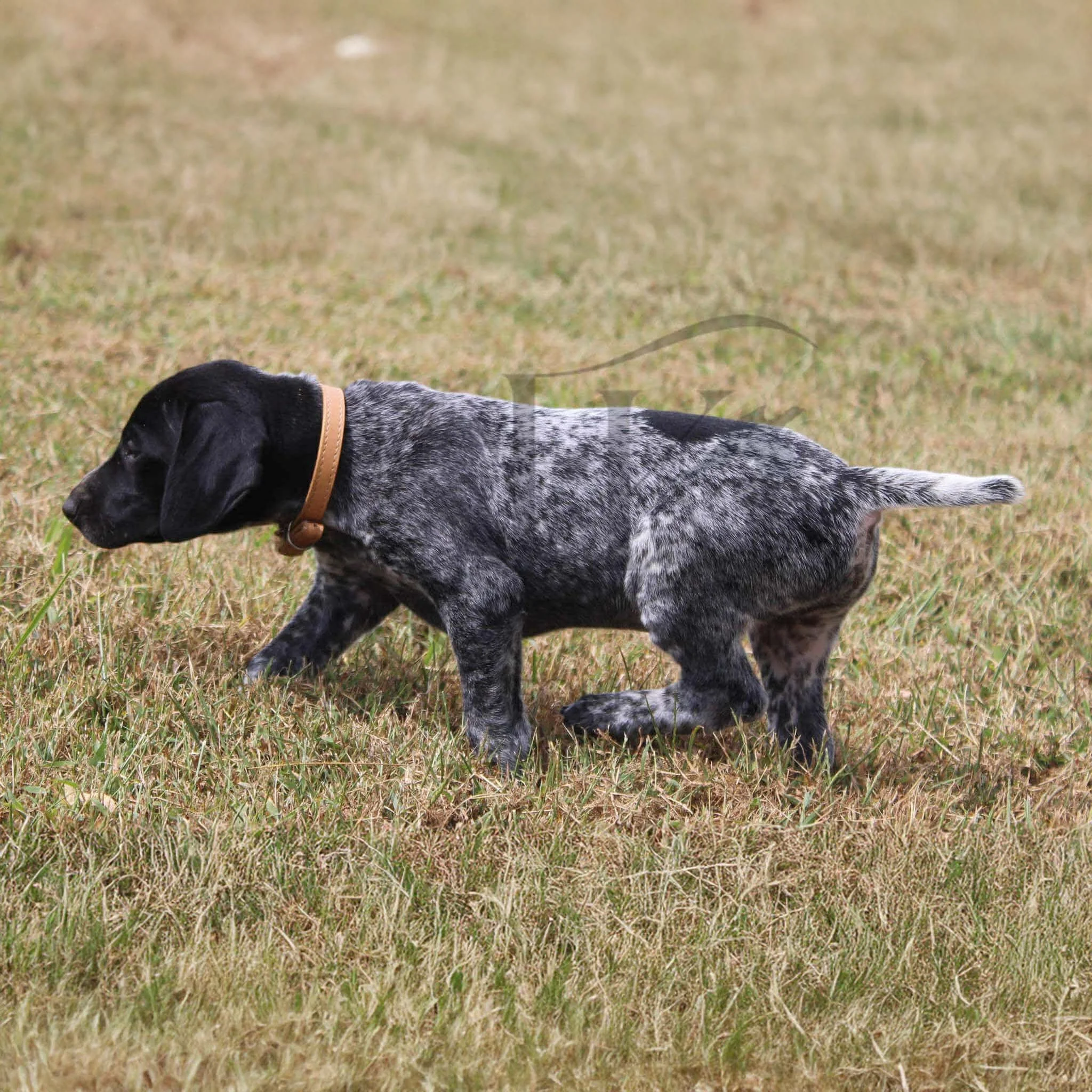 Tan-Collar-Male-Panzer-Dash-Fall-2025-Pups-Puppies-German-Shorthaired-Pointers-Champion-Hunting-Purebred-Dog-Kansas-City-Missouri-11.jpg