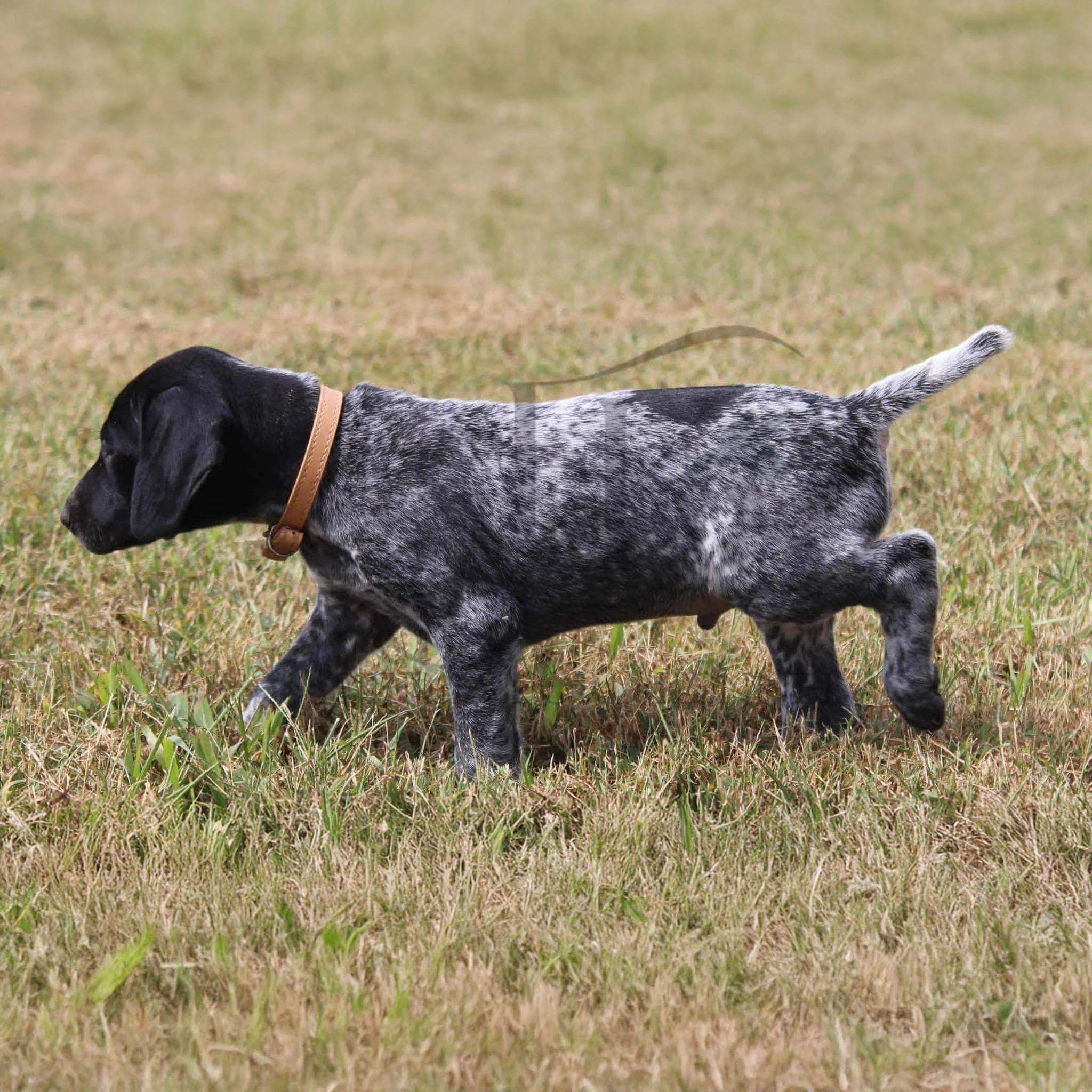 Tan-Collar-Male-Panzer-Dash-Fall-2025-Pups-Puppies-German-Shorthaired-Pointers-Champion-Hunting-Purebred-Dog-Kansas-City-Missouri-10.jpg